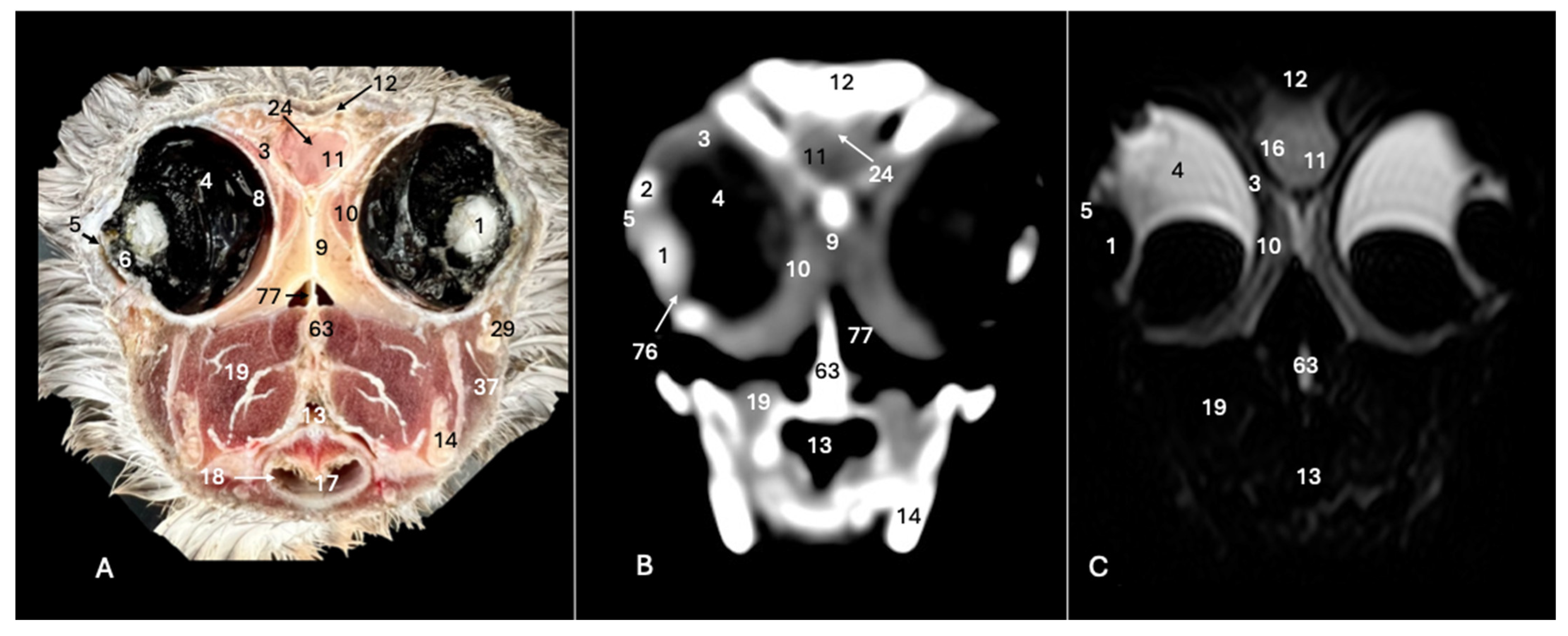 Animals 14 01962 g002