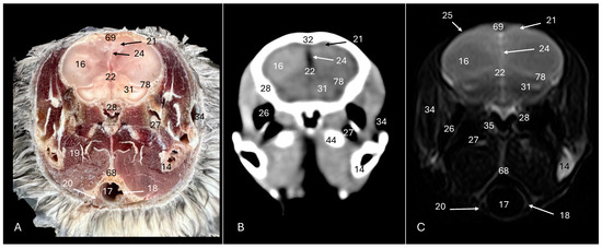 Animals 14 01962 g004