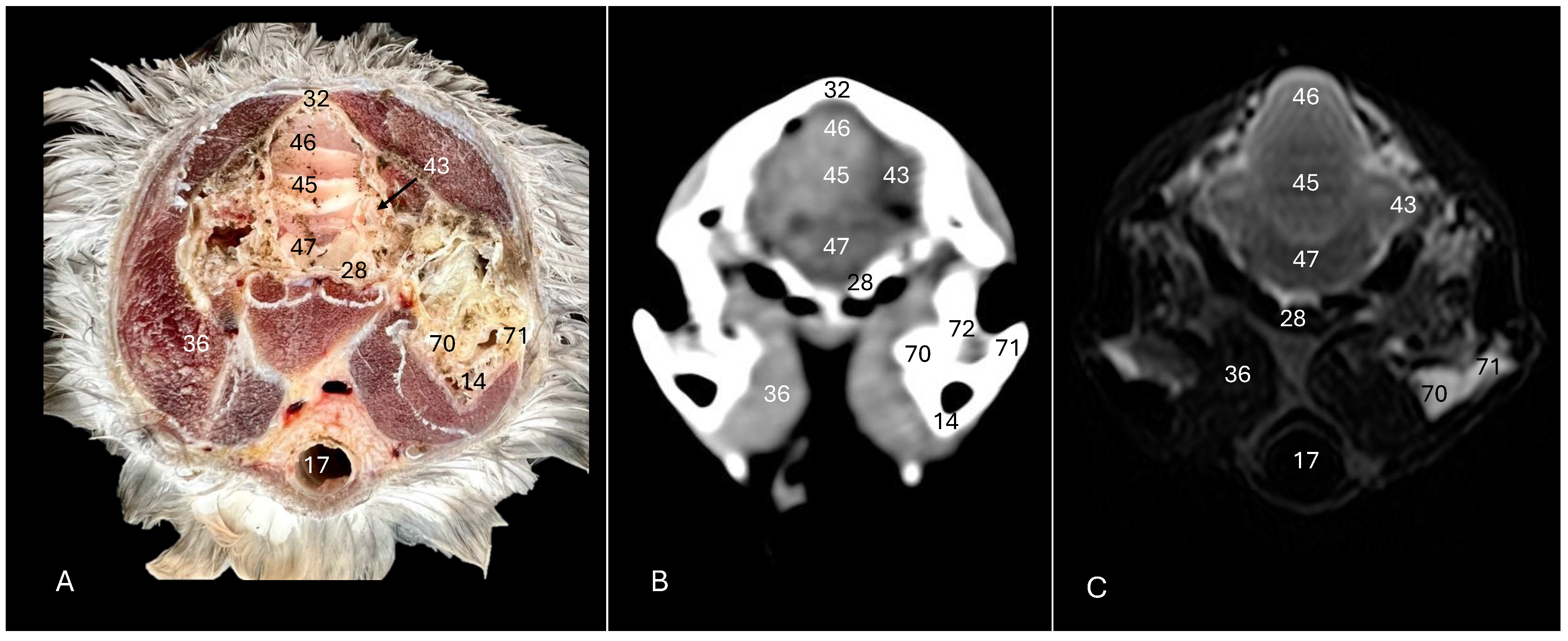 Animals 14 01962 g005