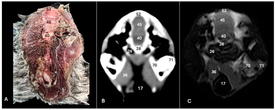 Animals 14 01962 g006