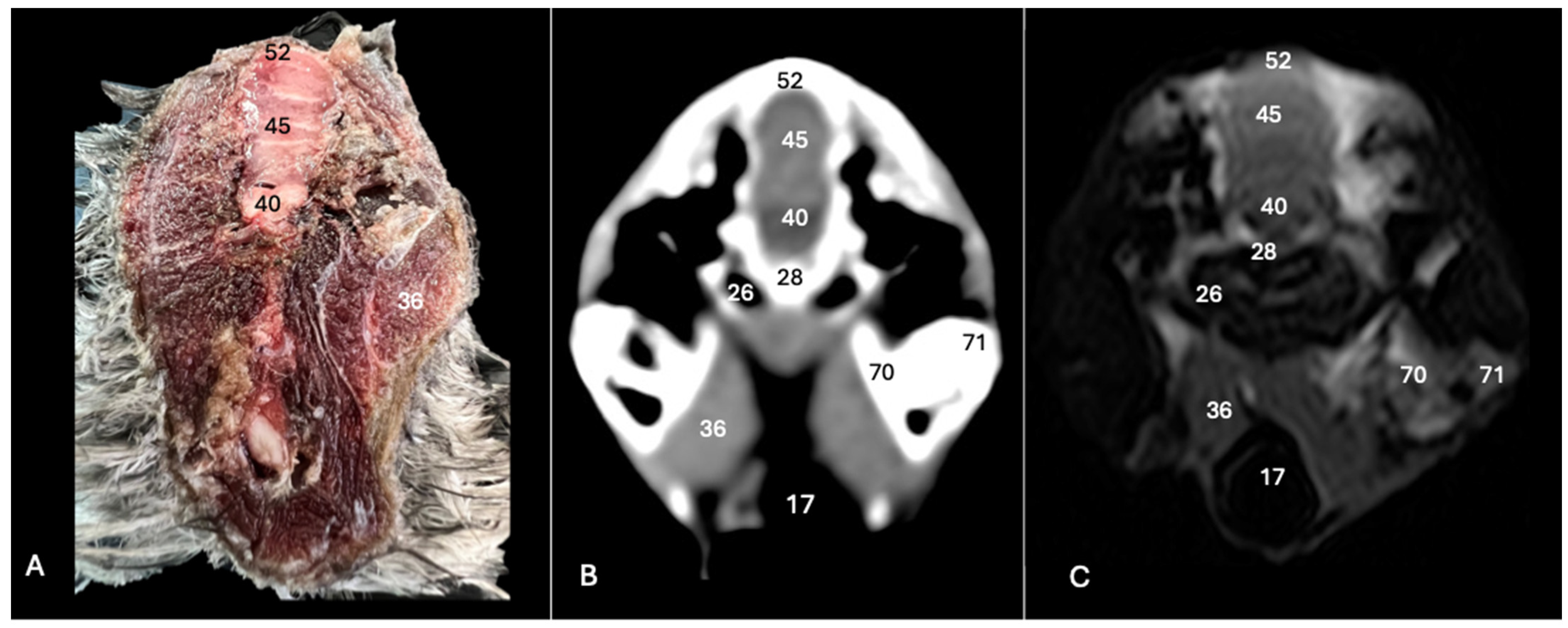 Animals 14 01962 g006