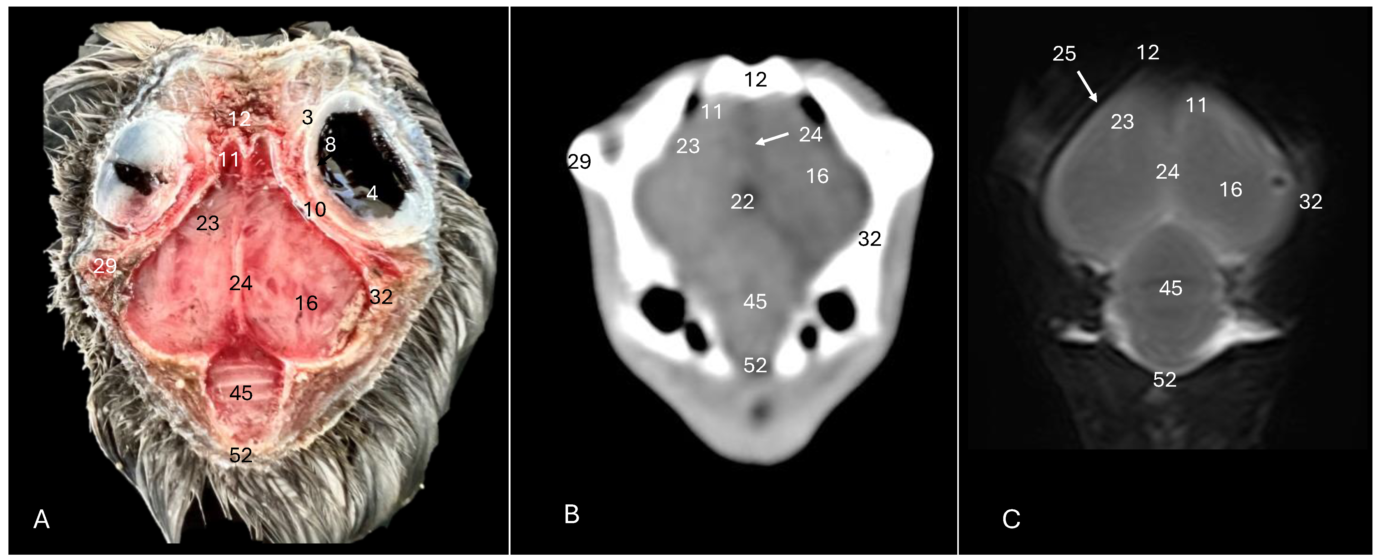 Animals 14 01962 g007
