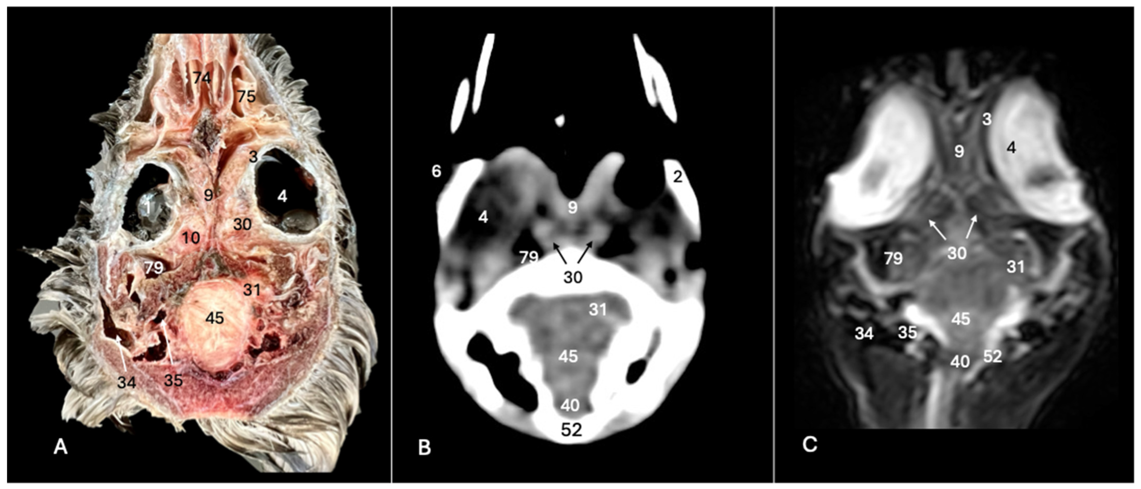 Animals 14 01962 g009