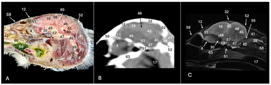 Animals 14 01962 g010