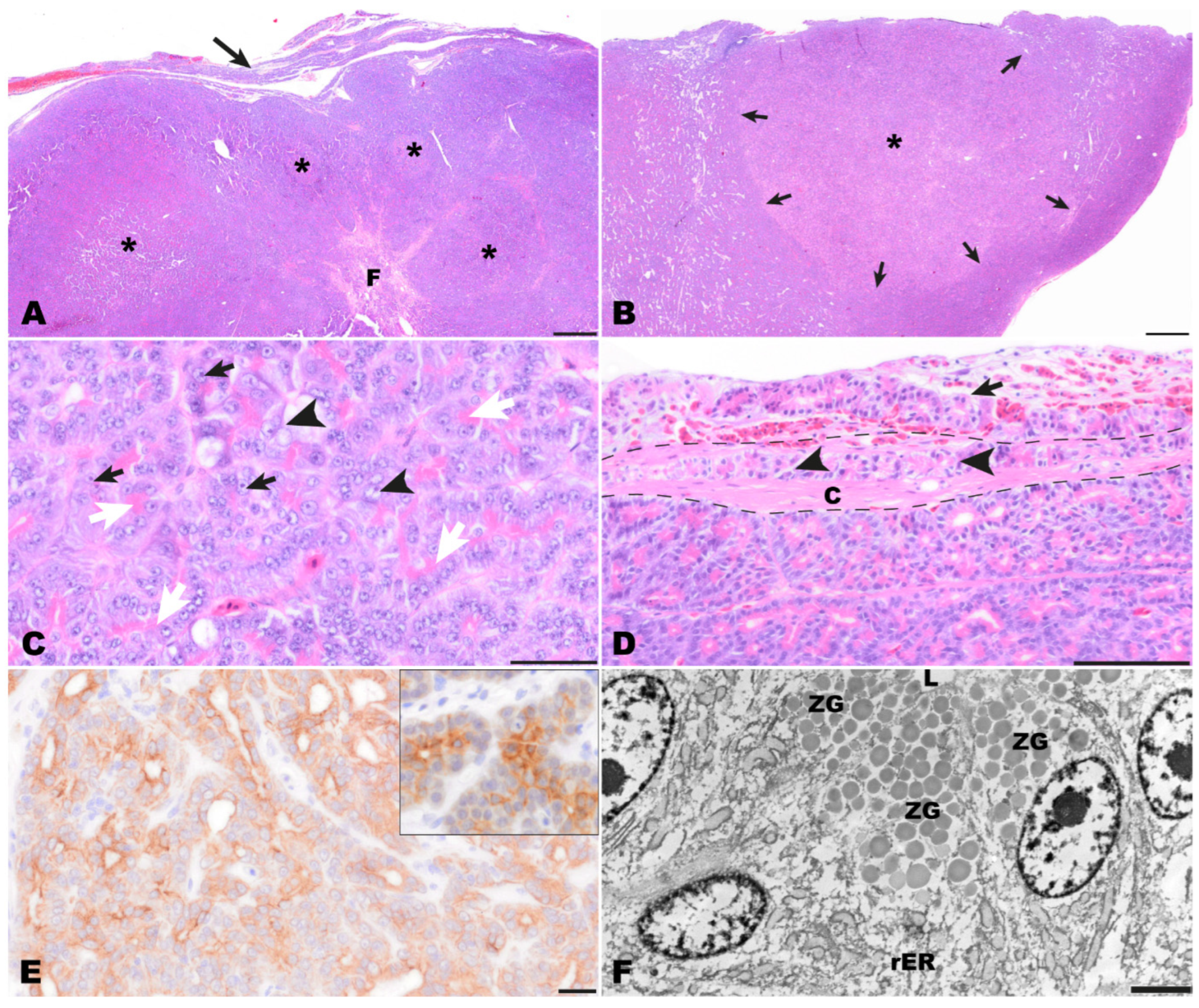Animals 14 01976 g004