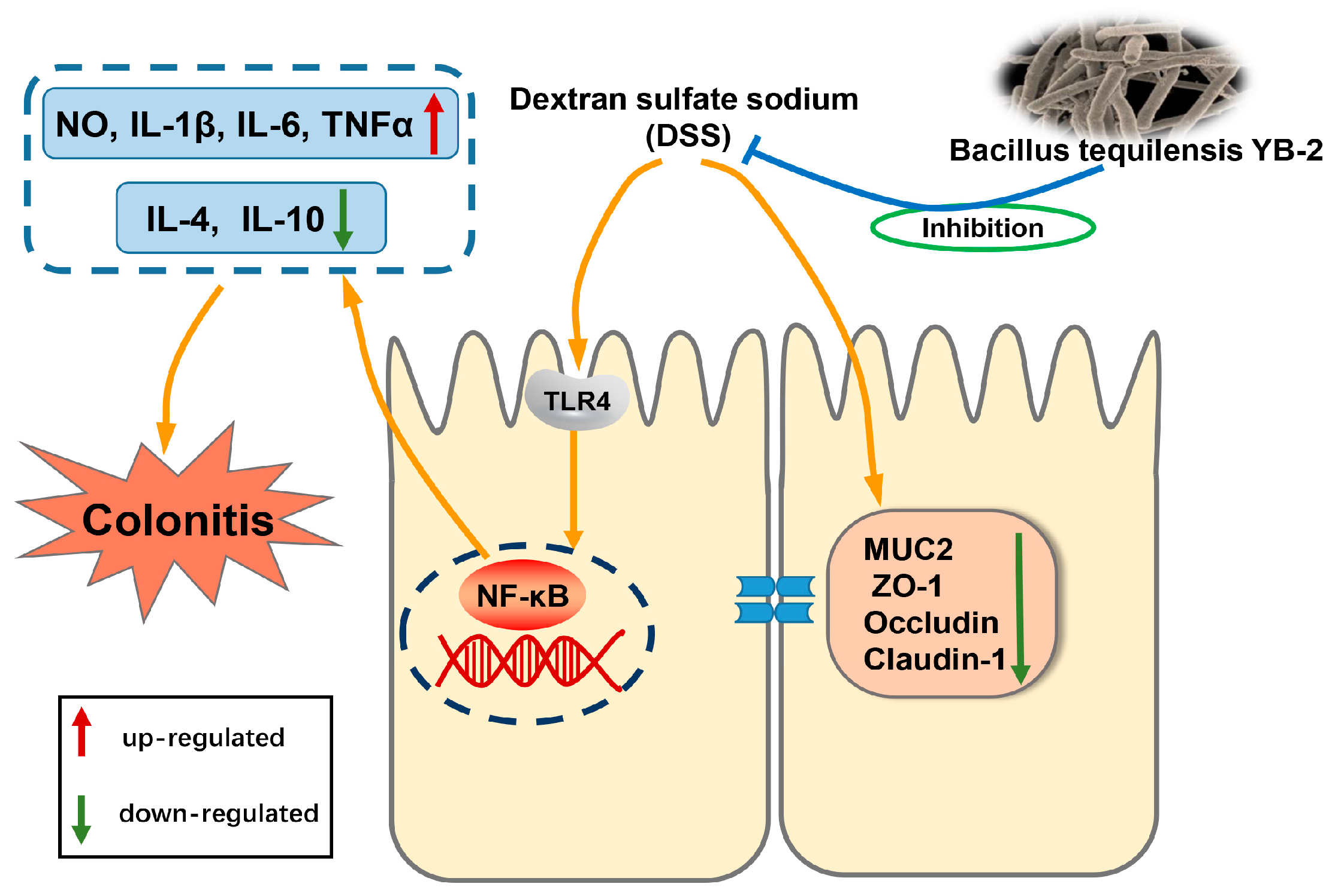 Animals 14 01989 g008 Animals 14 01989 g008