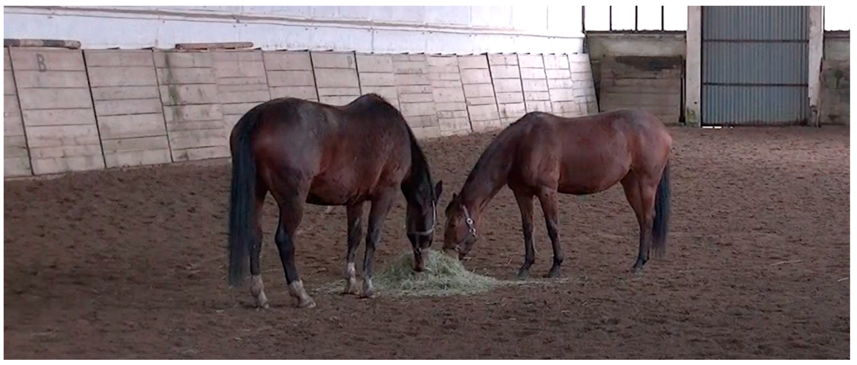 Animals 14 01999 g002