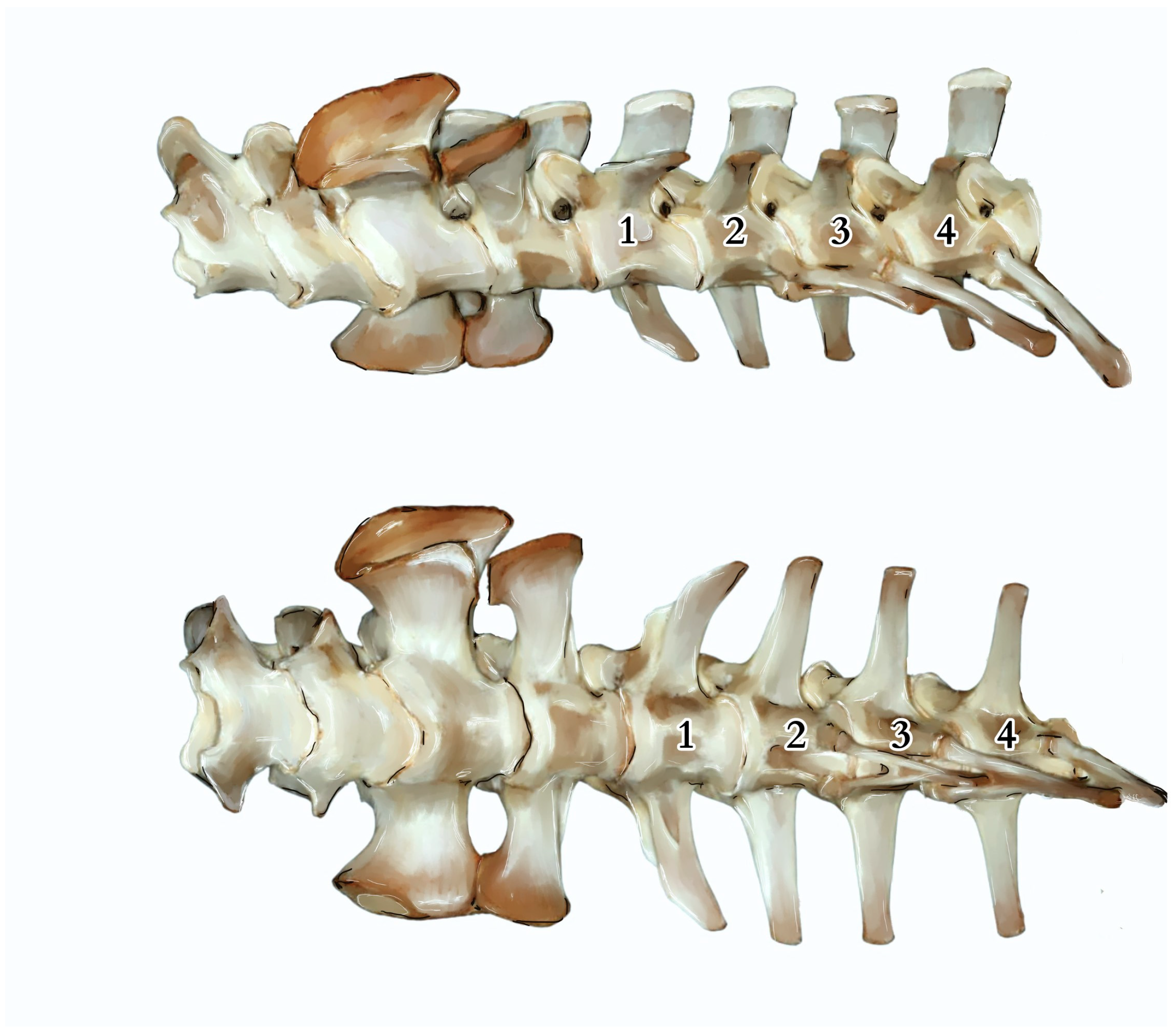 Animals 14 02142 g003 Animals 14 02142 g003