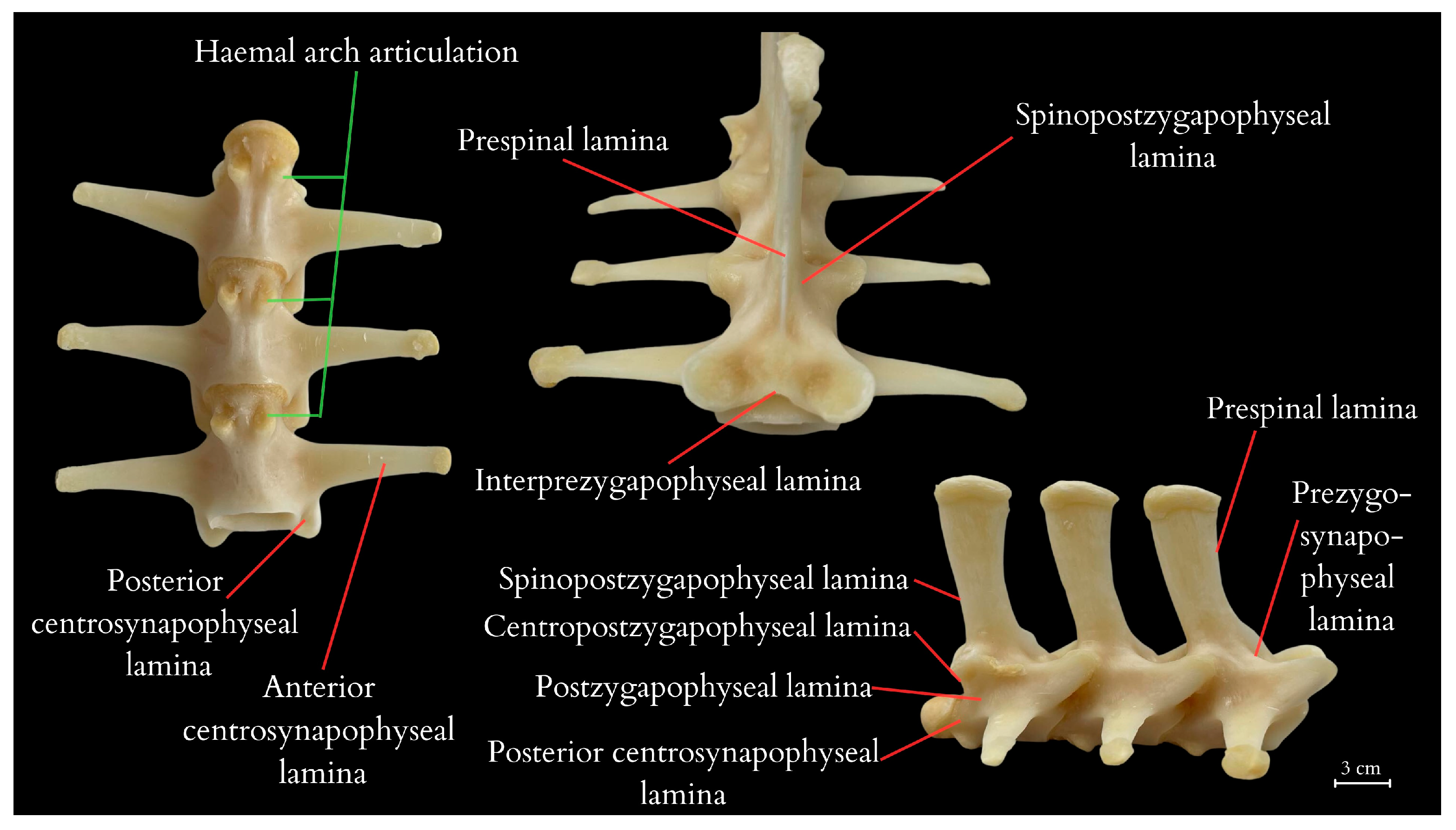 Animals 14 02142 g005 Animals 14 02142 g005