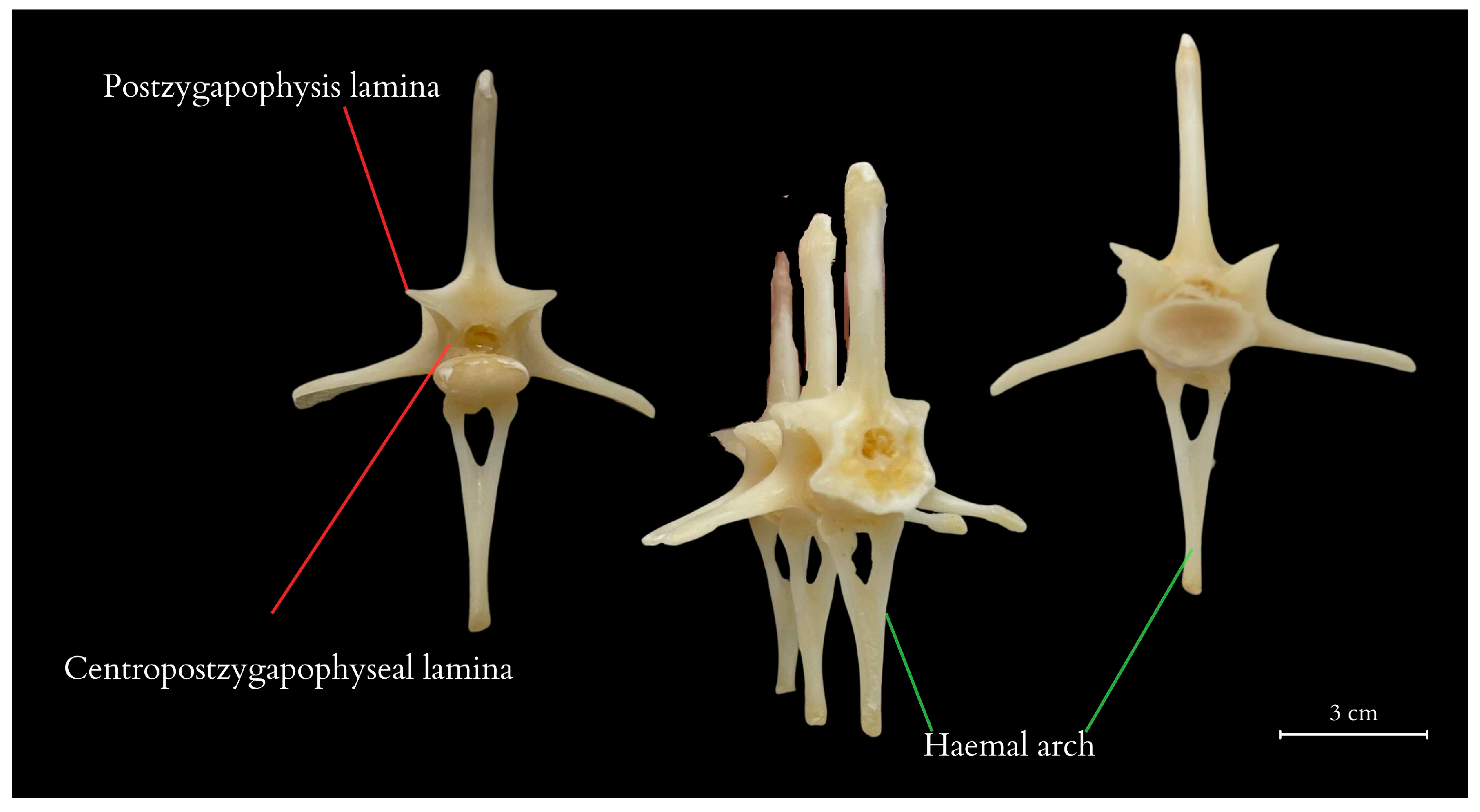 Animals 14 02142 g006 Animals 14 02142 g006