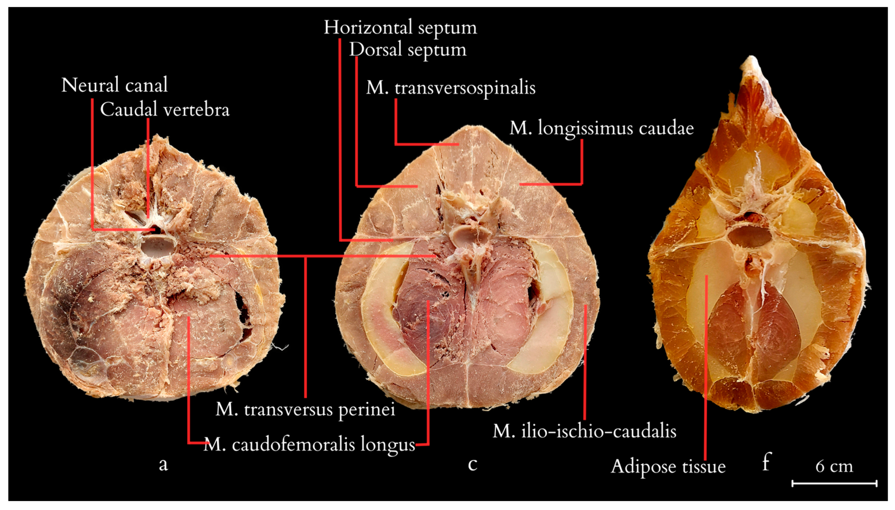 Animals 14 02142 g008 Animals 14 02142 g008