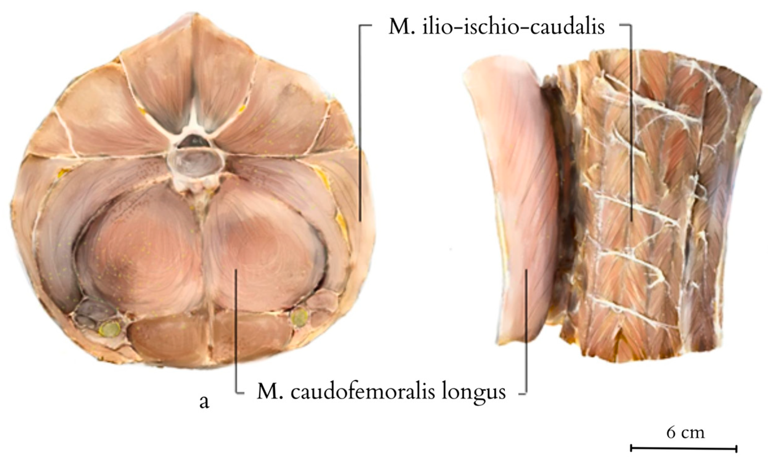 Animals 14 02142 g009 Animals 14 02142 g009