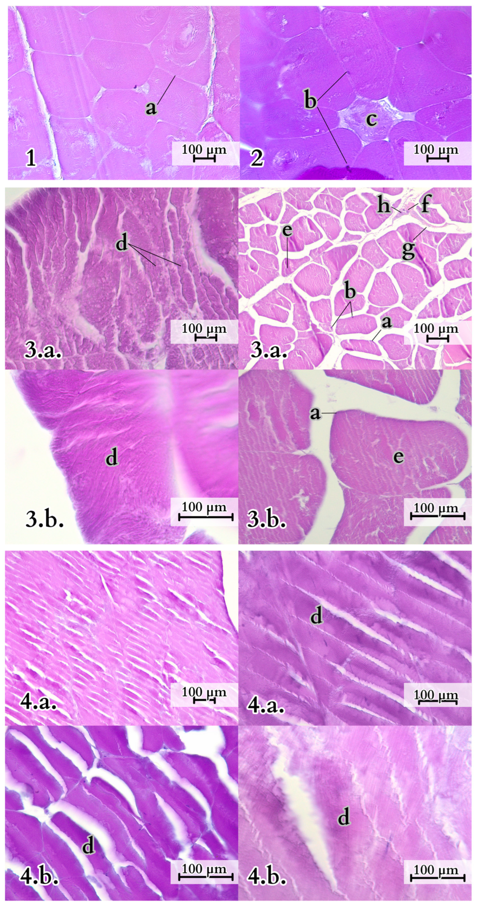 Animals 14 02142 g010 Animals 14 02142 g010