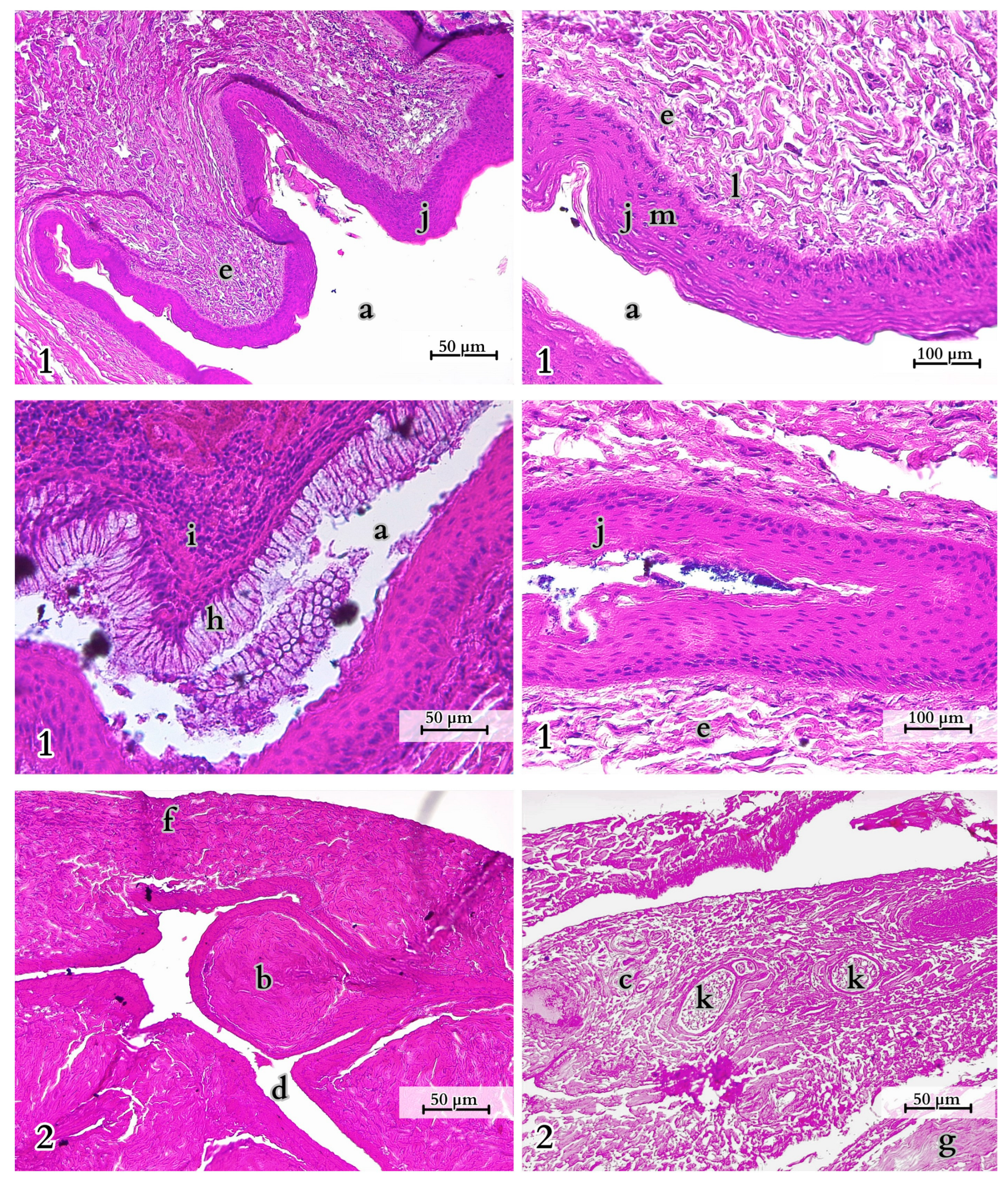 Animals 14 02142 g017 Animals 14 02142 g017