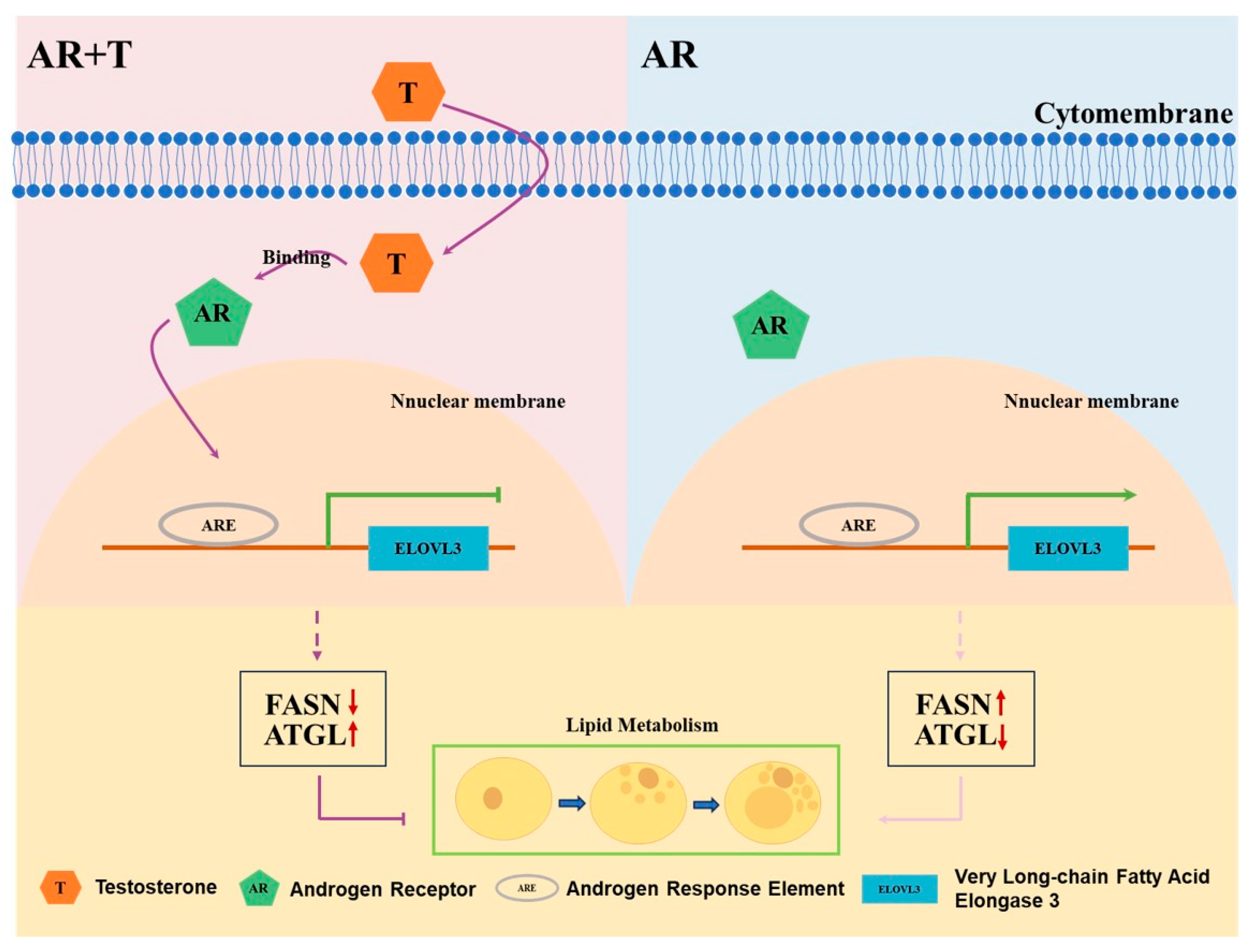 Animals 14 02143 g005