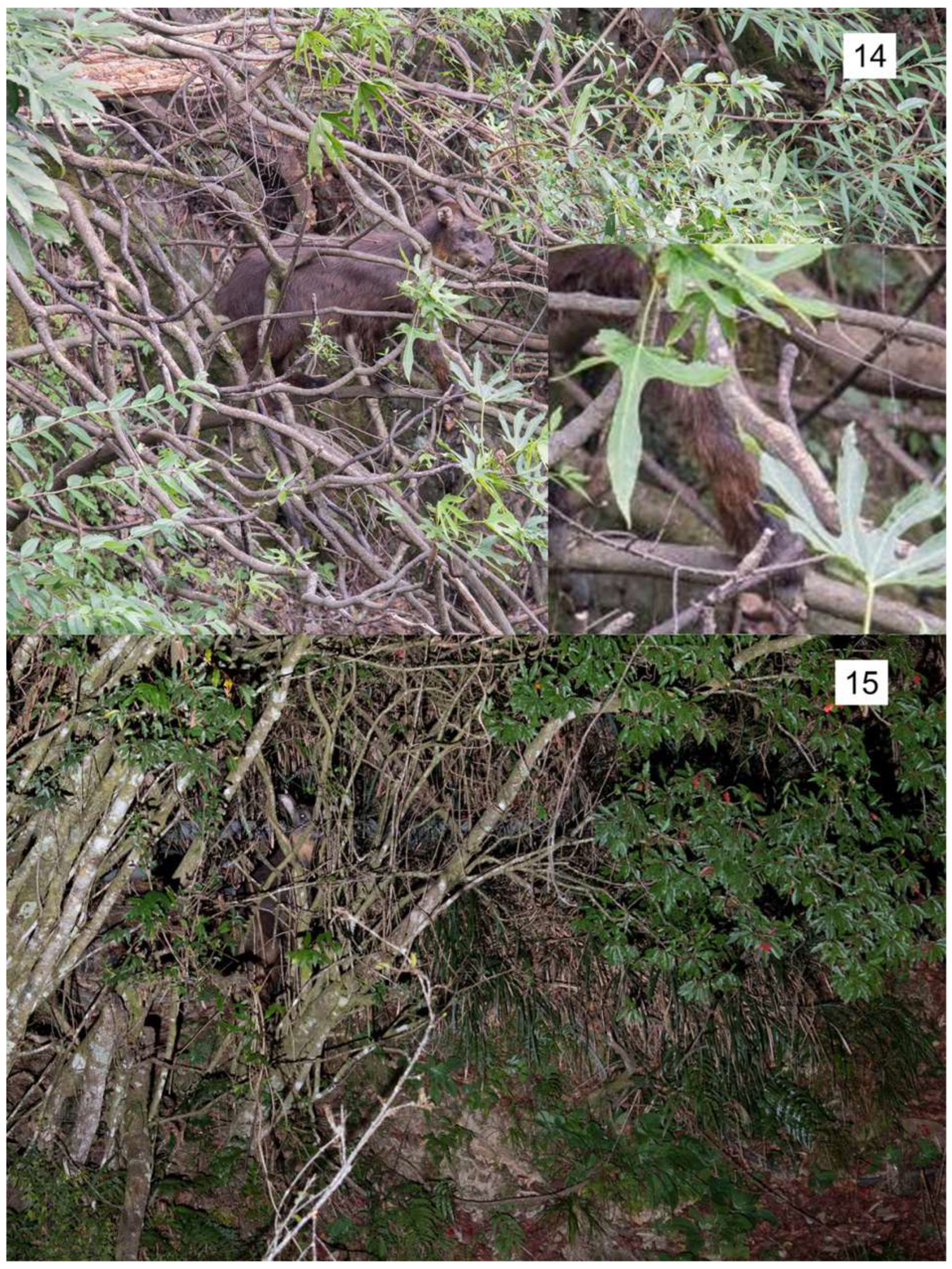 Animals 14 02159 g001