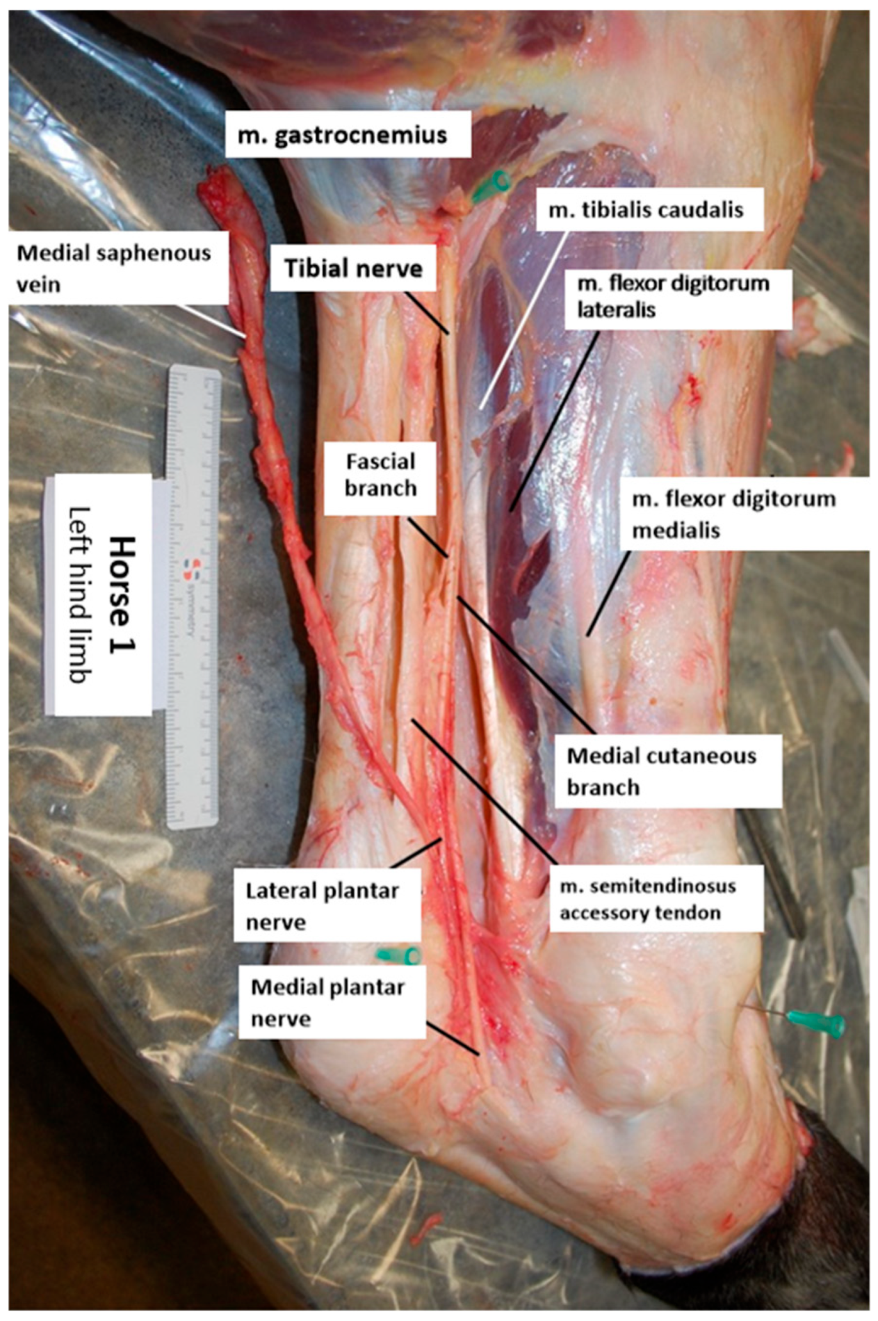 Animals 14 02161 g002