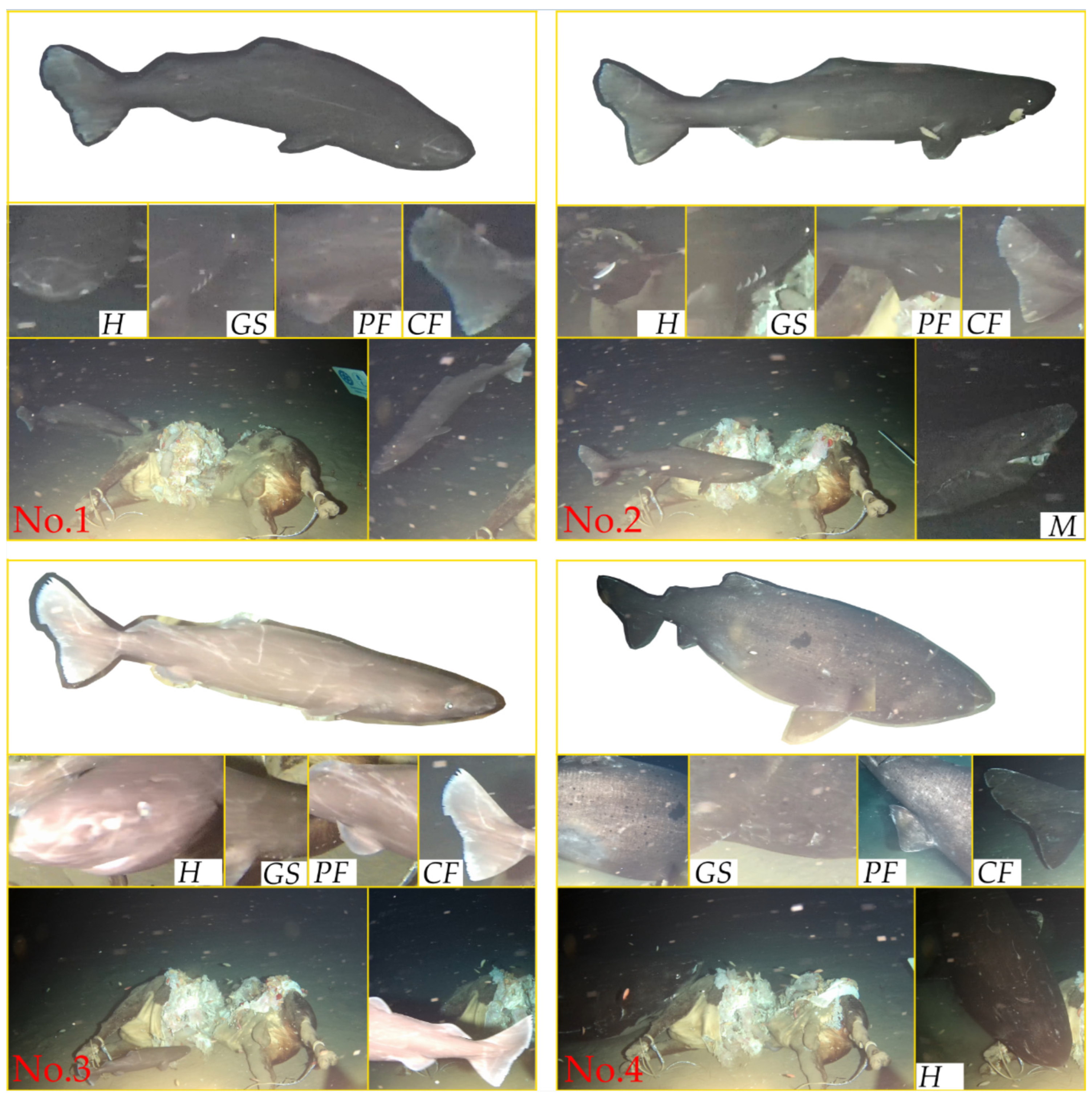 Animals 14 02162 g002