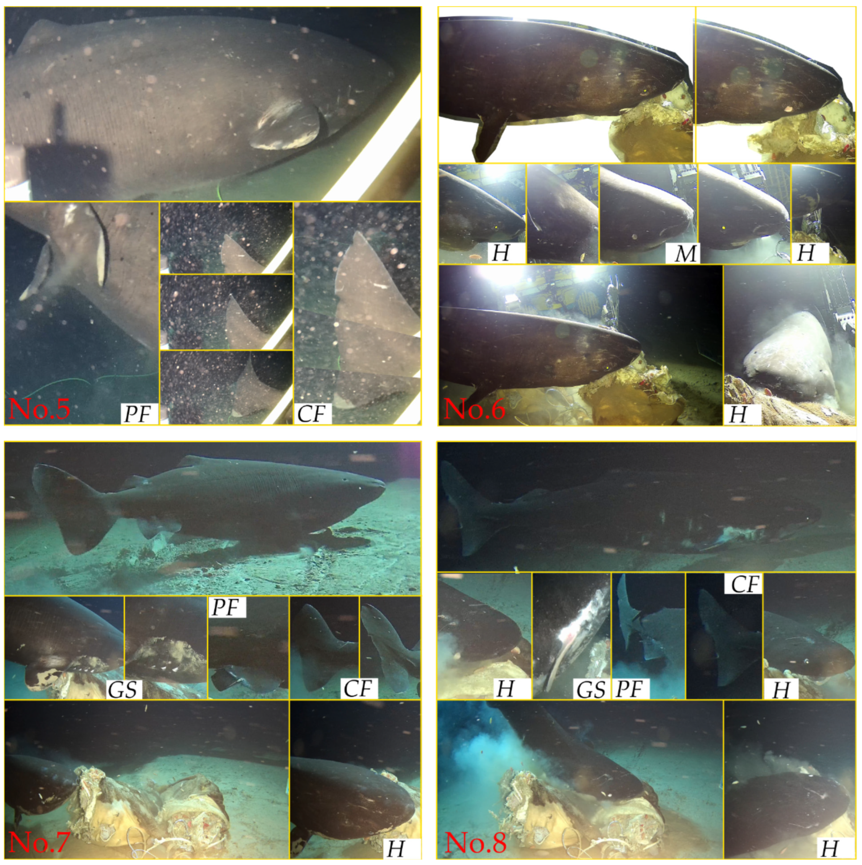 Animals 14 02162 g003