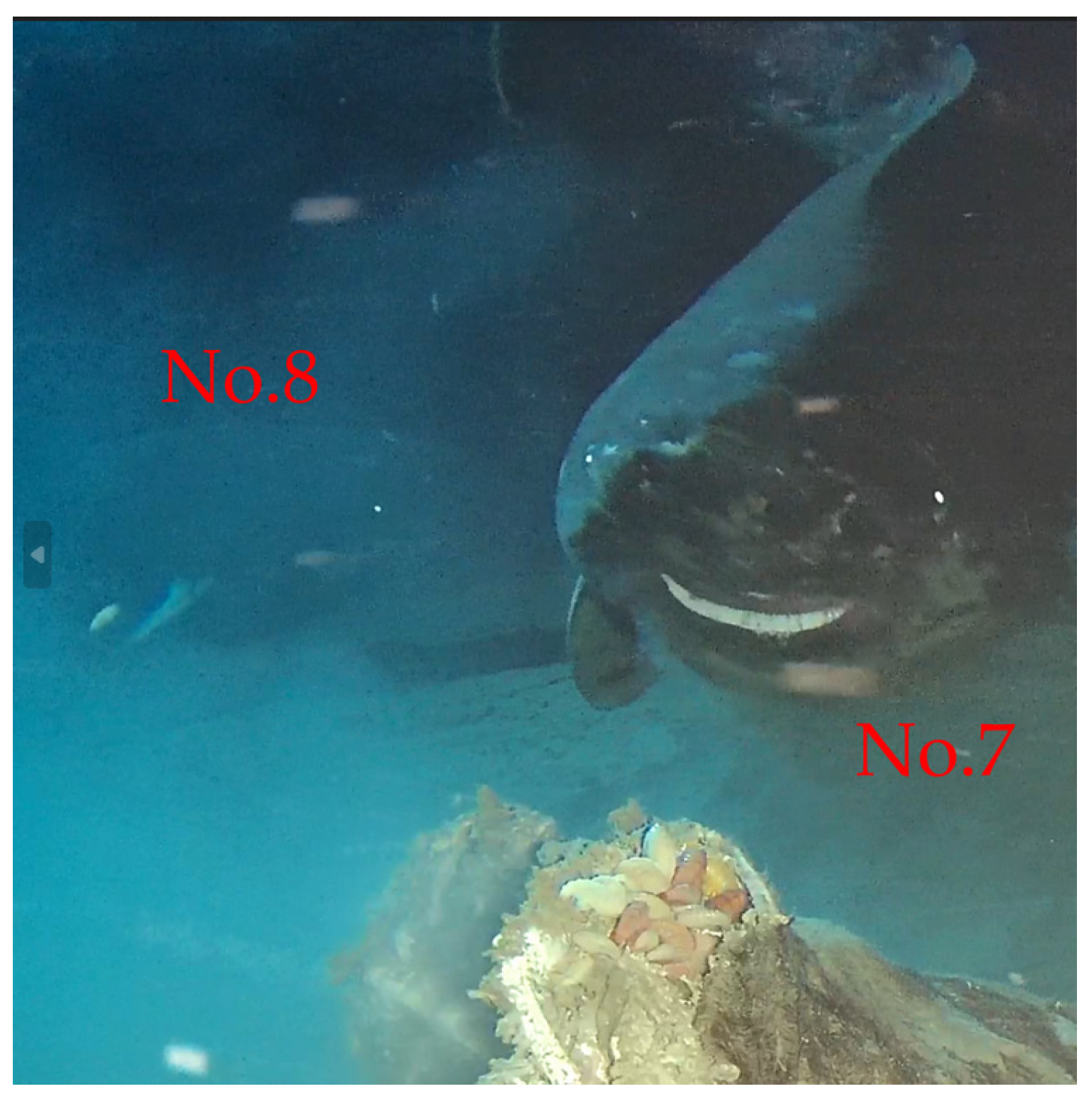 Animals 14 02162 g005