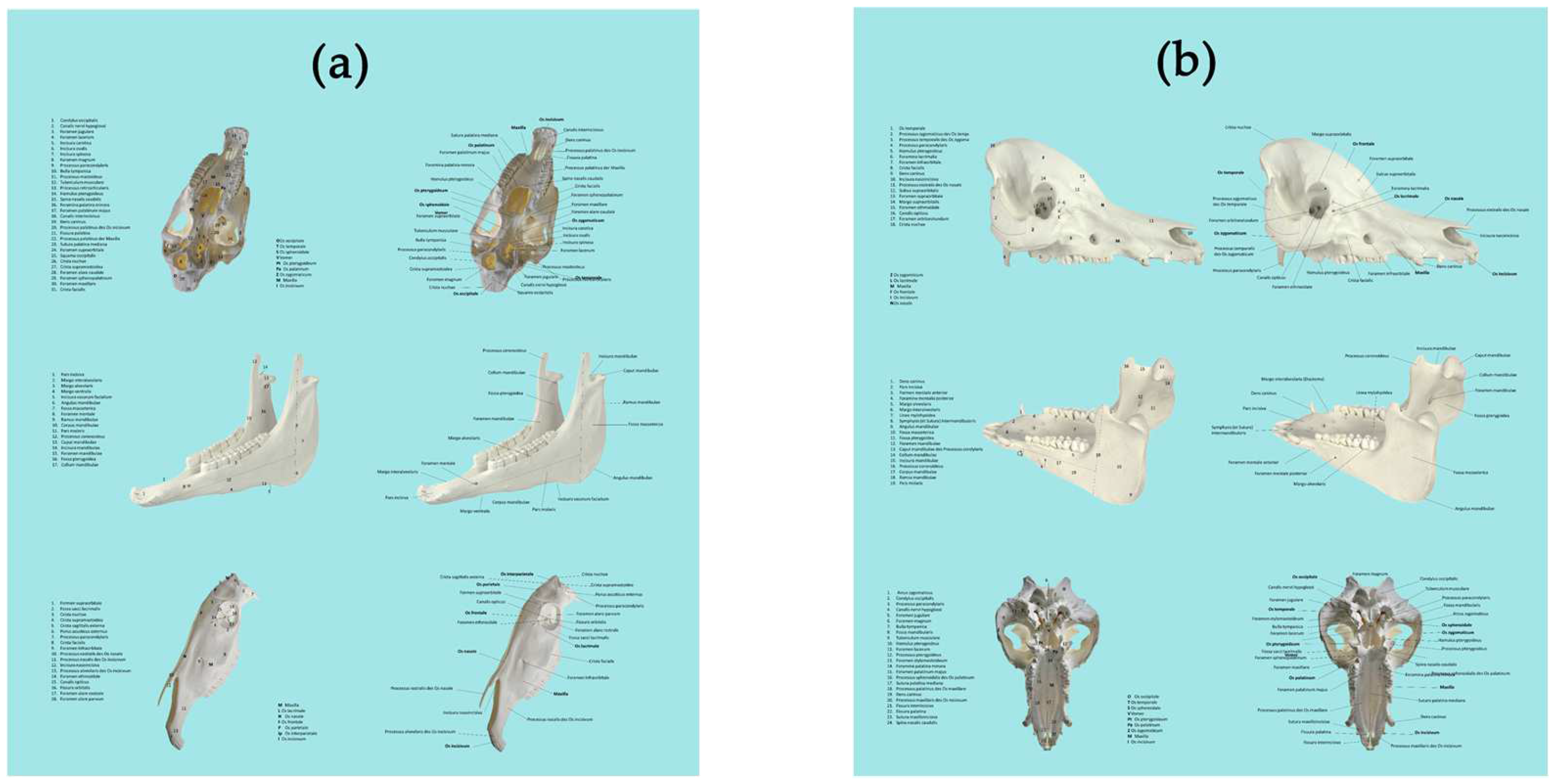 Animals 14 02171 g002