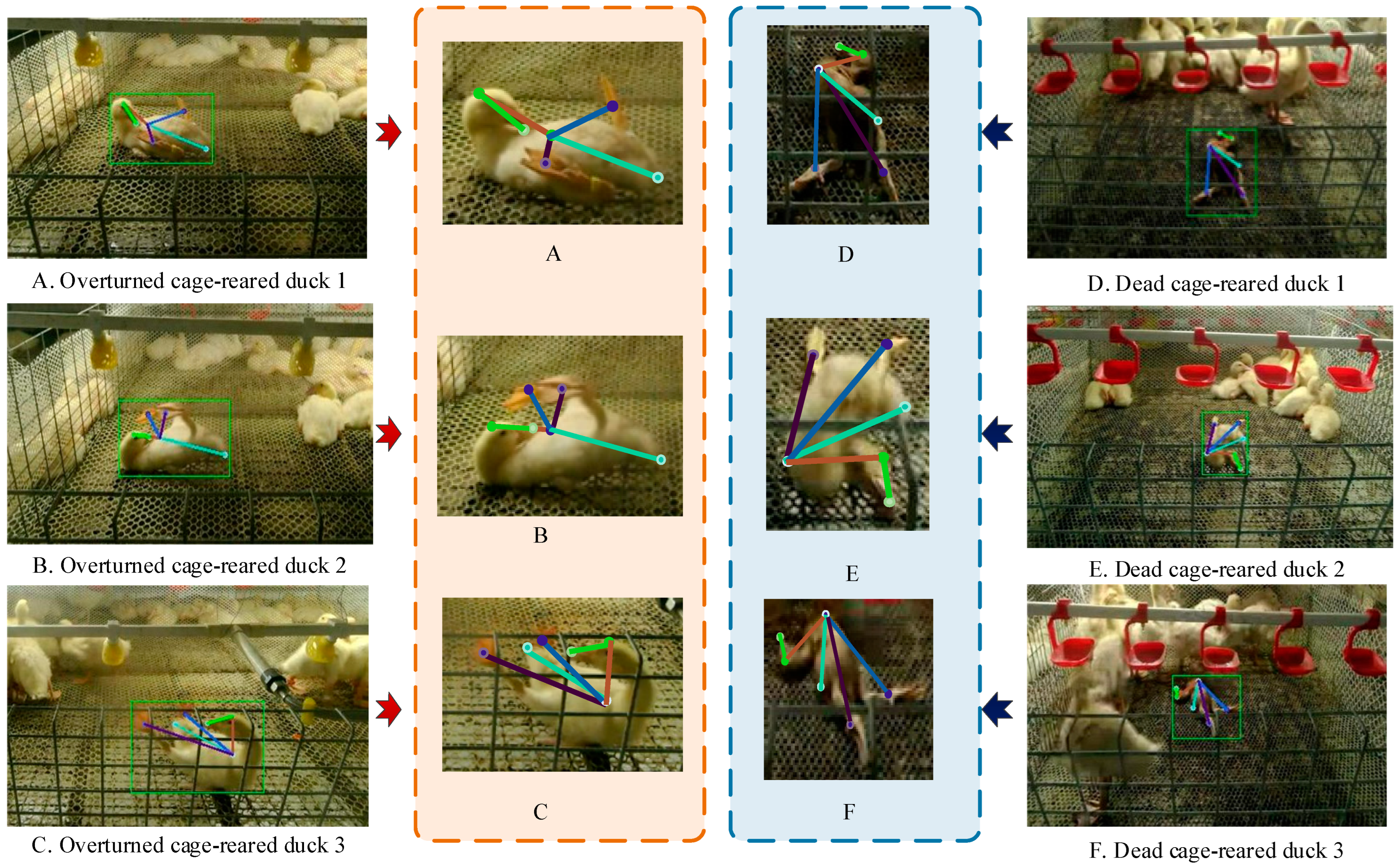 Animals 14 02192 g018