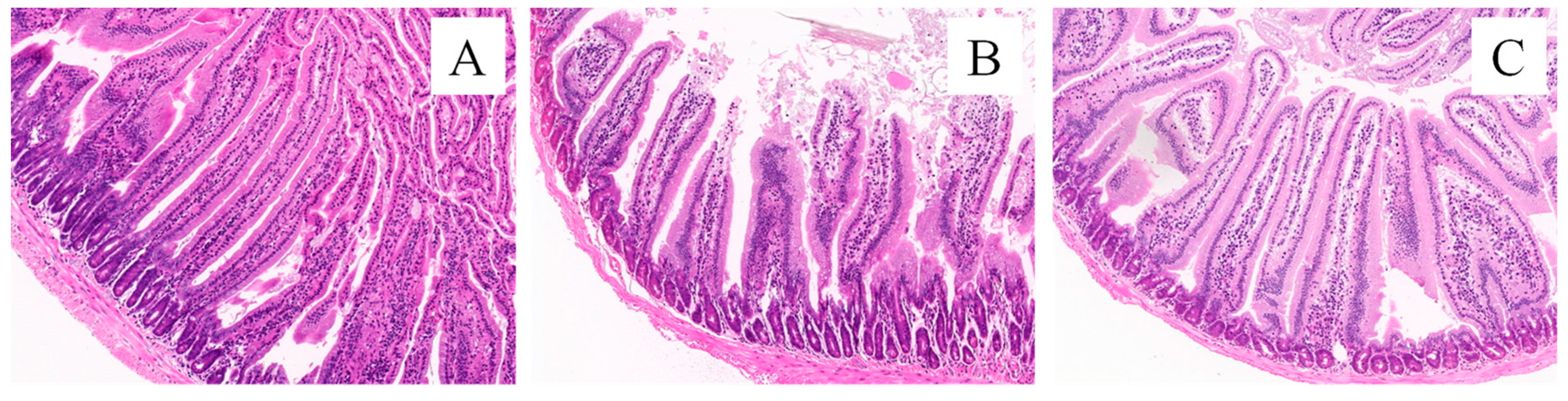 Animals 14 02206 g006