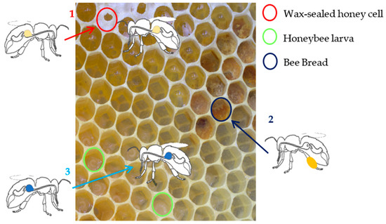 Animals 14 02208 g004