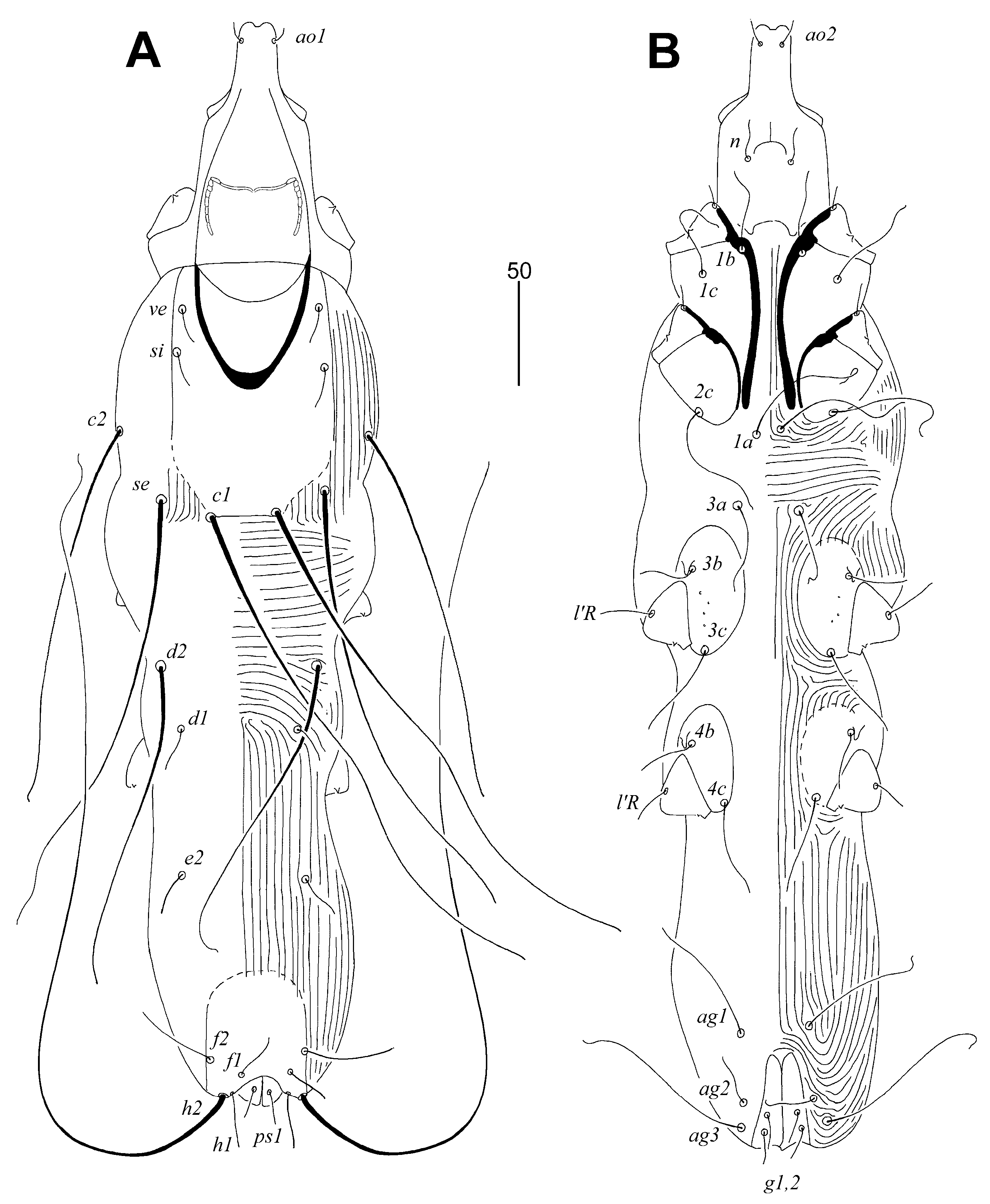 Animals 14 02239 g001