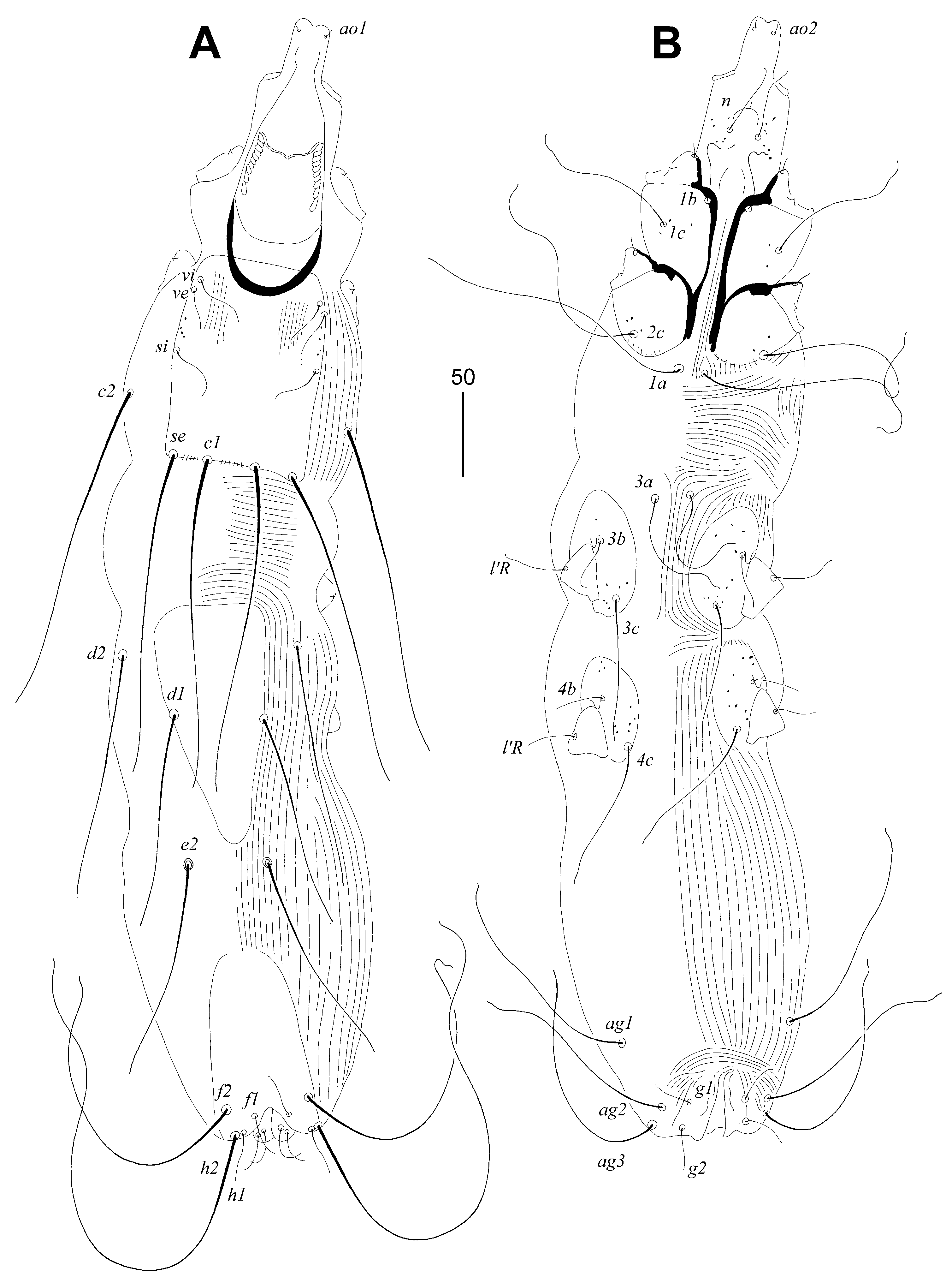 Animals 14 02239 g005