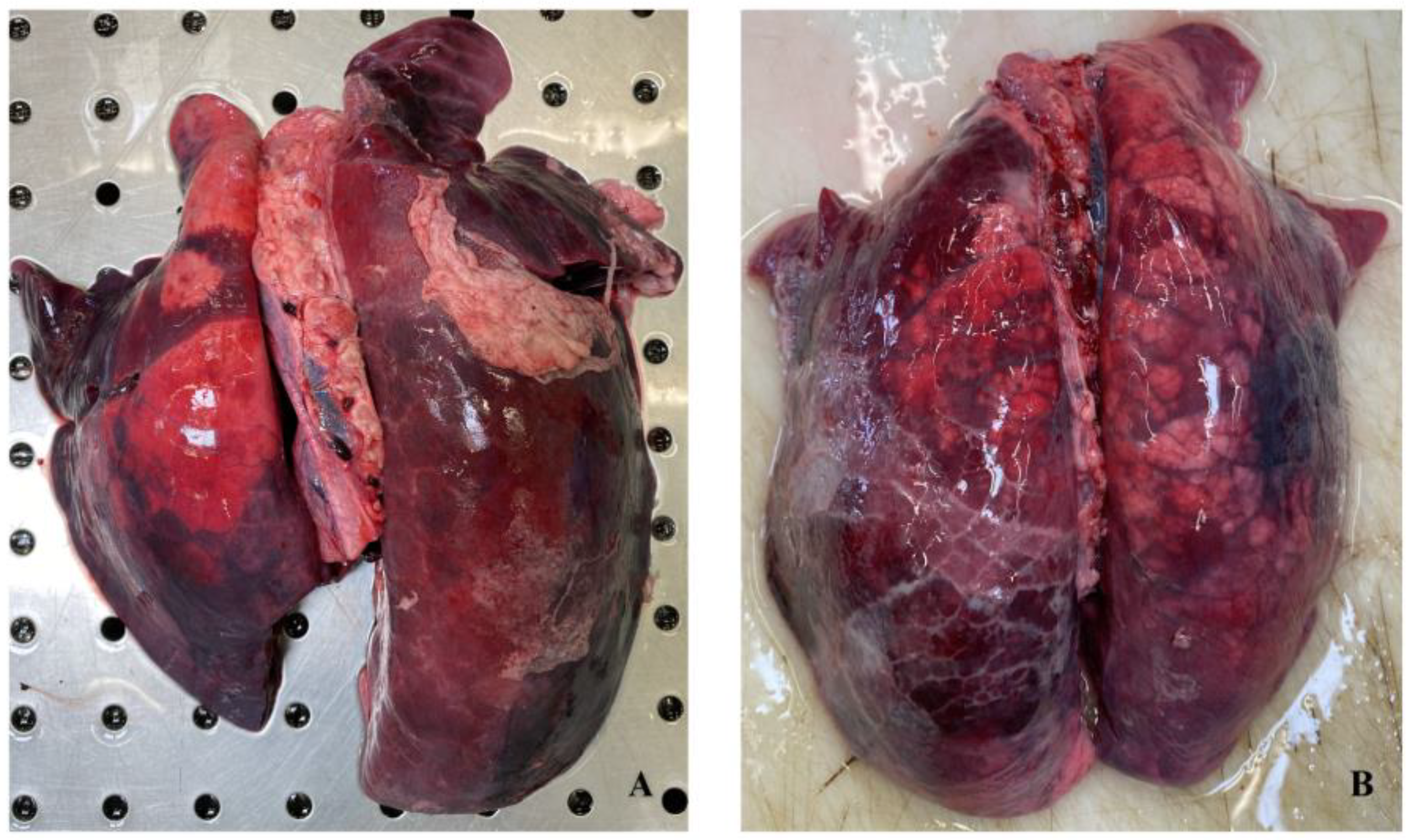 Animals 14 02255 g002