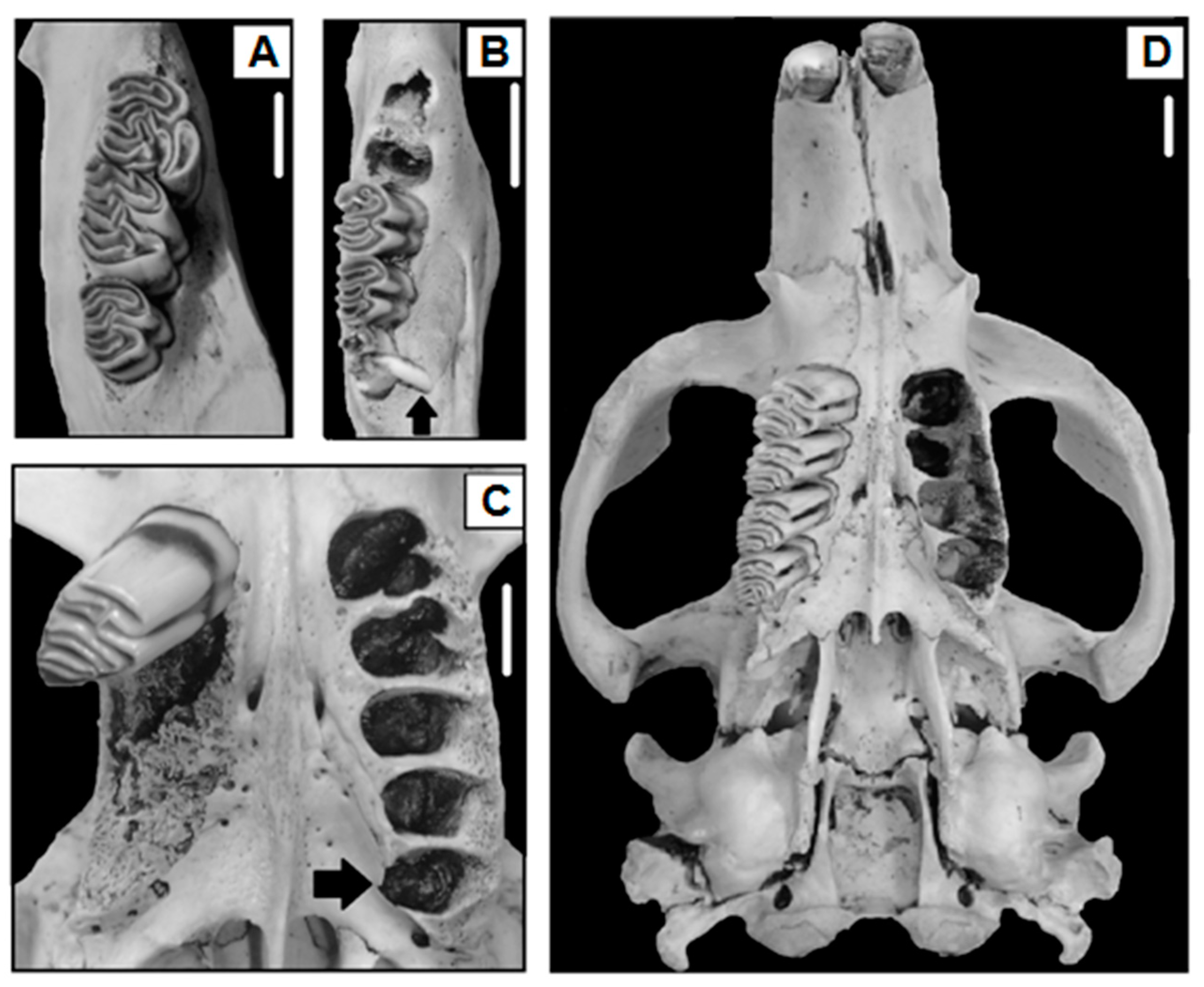 Animals 14 02285 g002