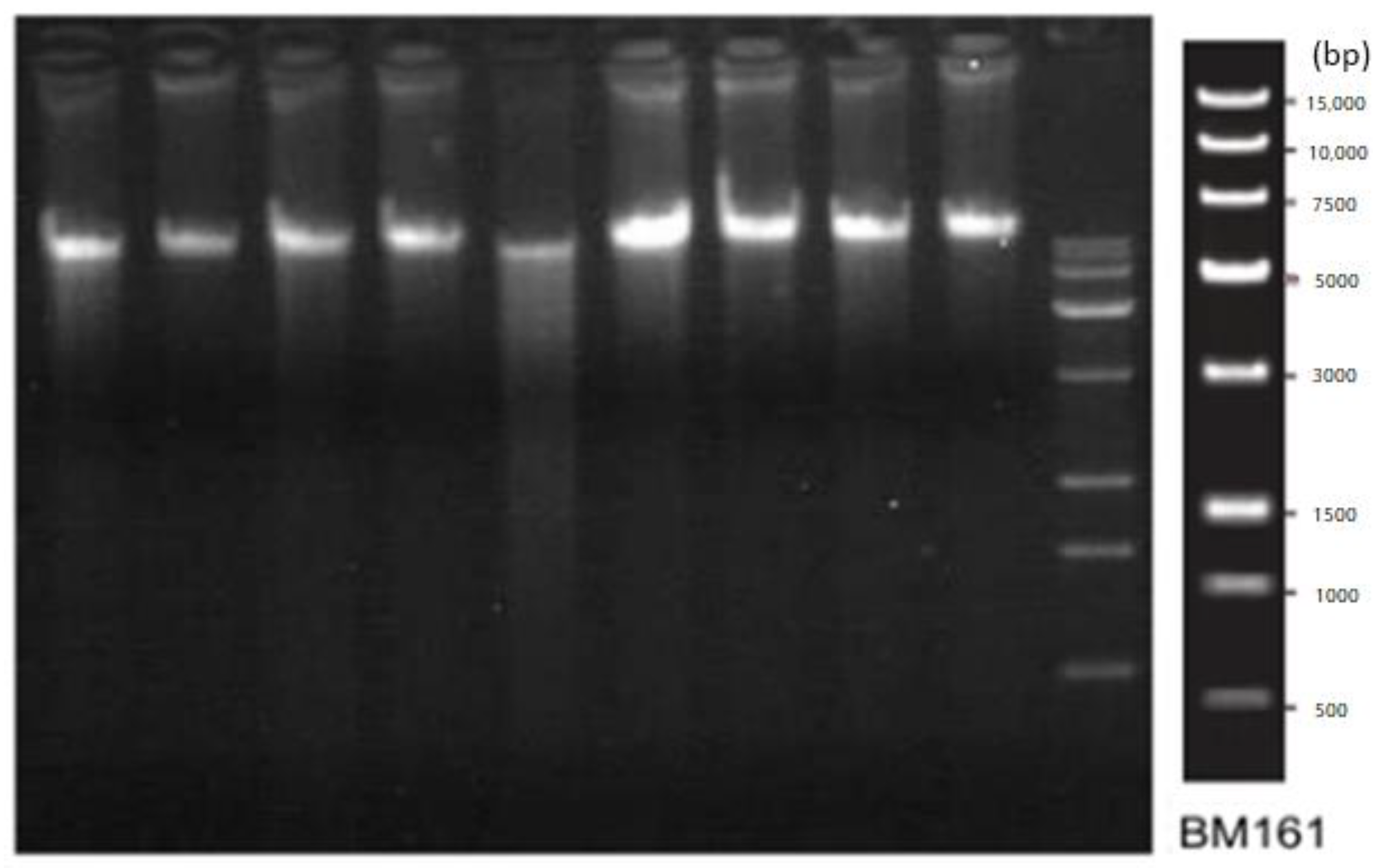 Animals 14 02296 g002