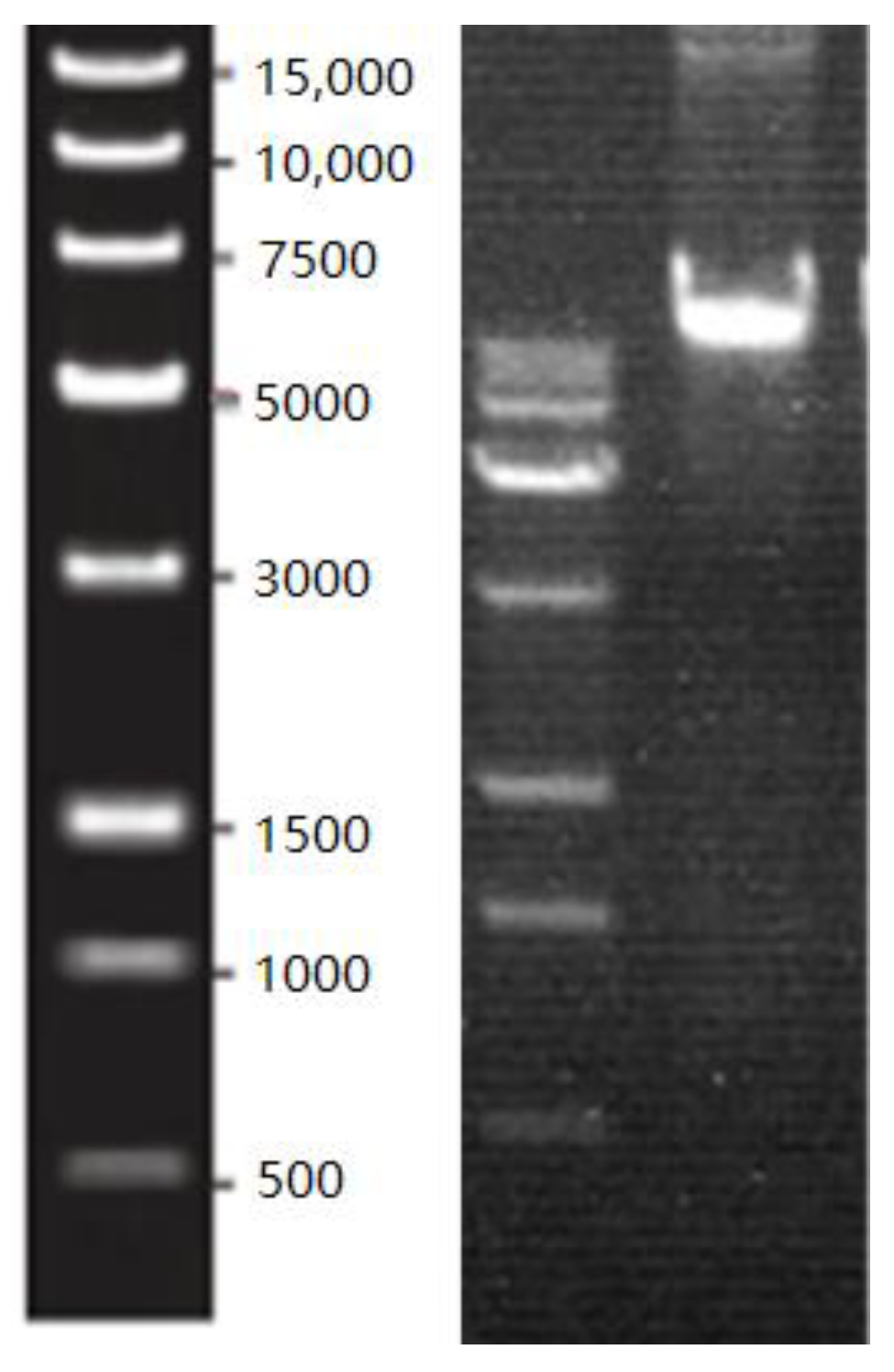 Animals 14 02296 g004