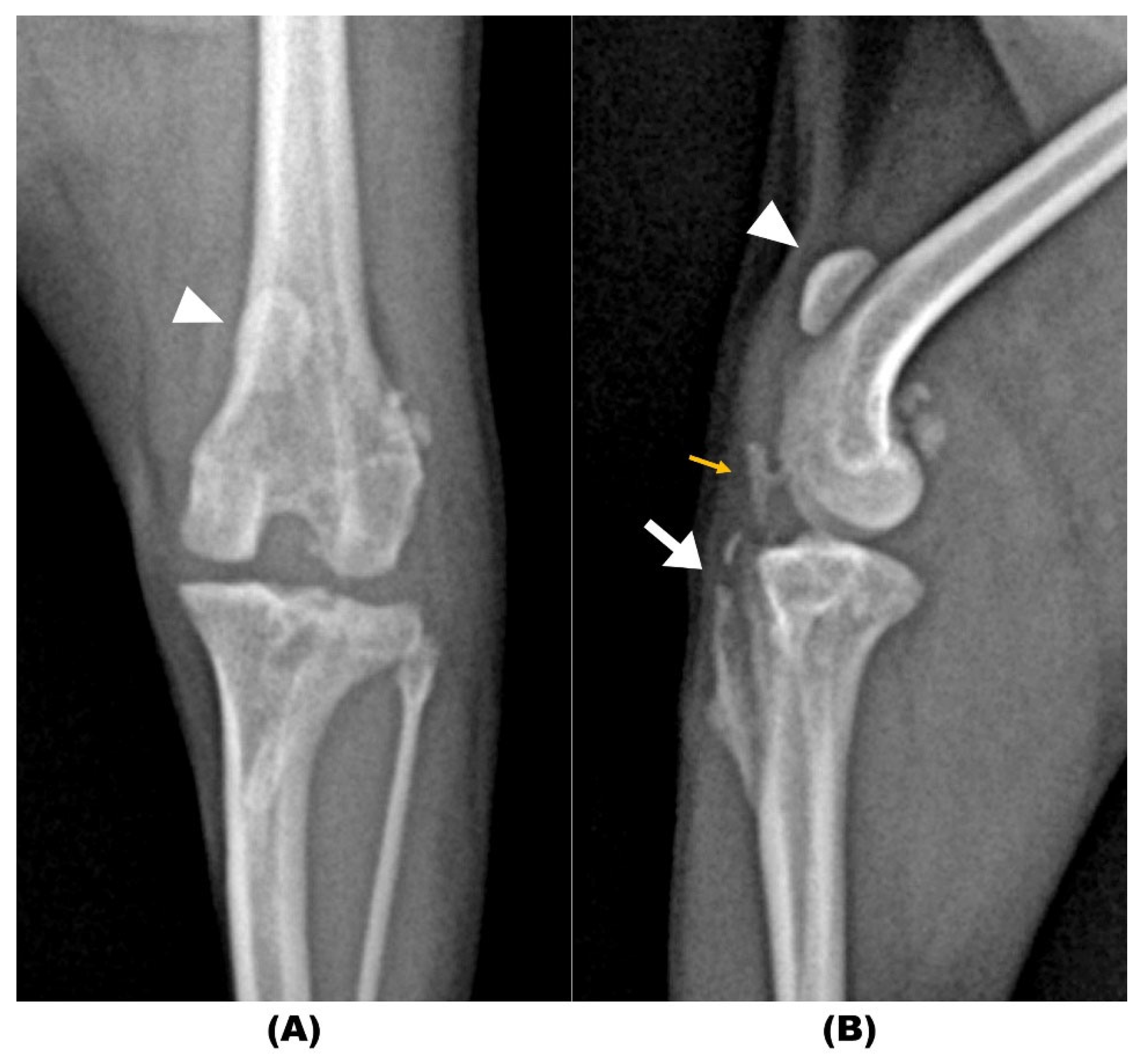 Animals 14 02315 g001