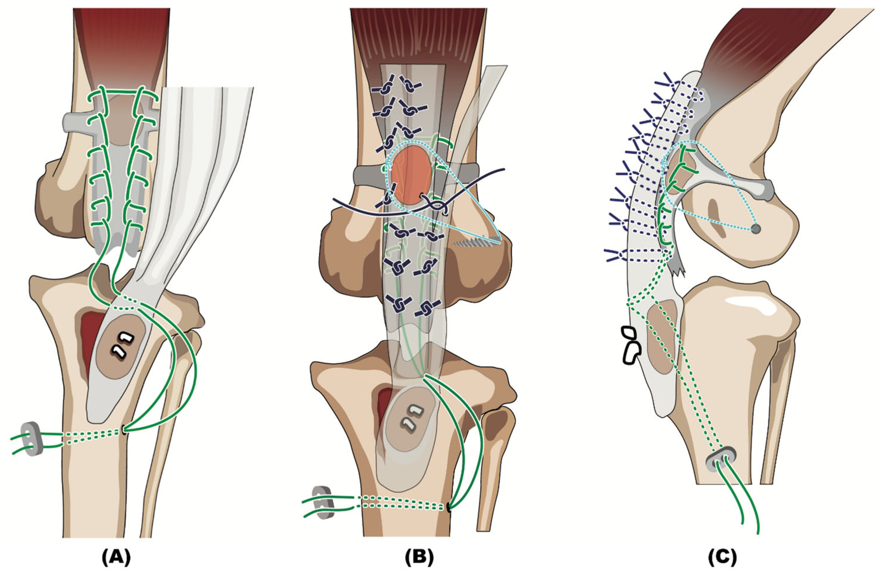 Animals 14 02315 g002