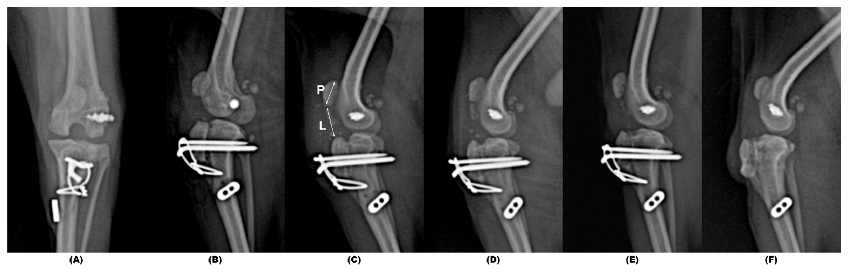 Animals 14 02315 g004