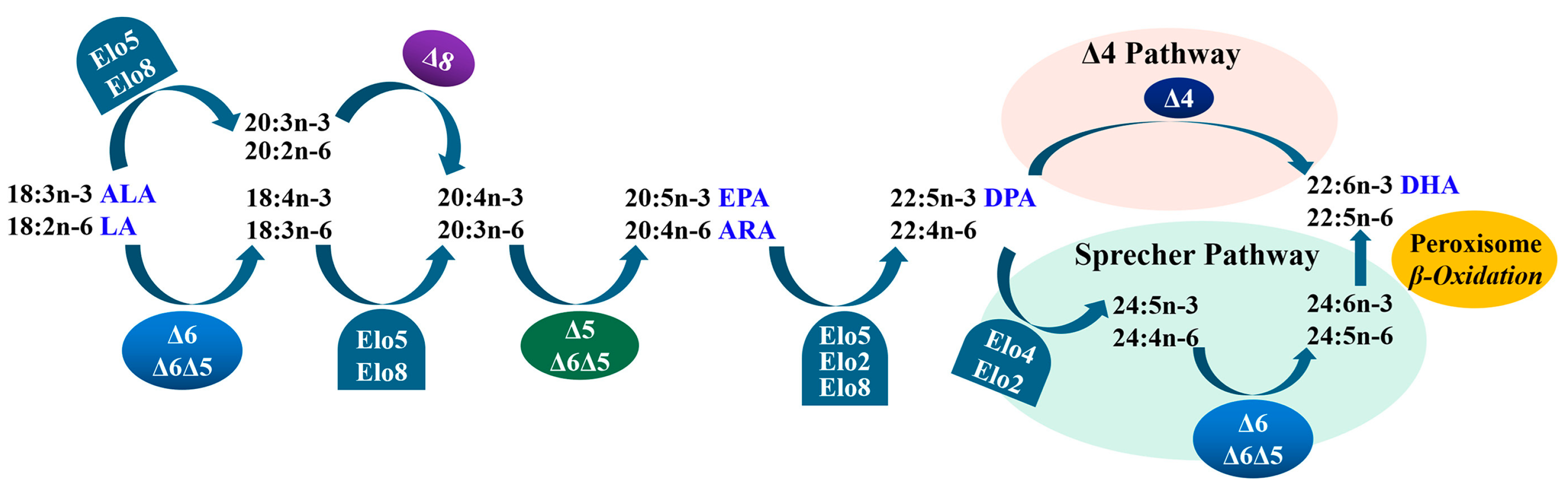 Animals 14 02343 g001