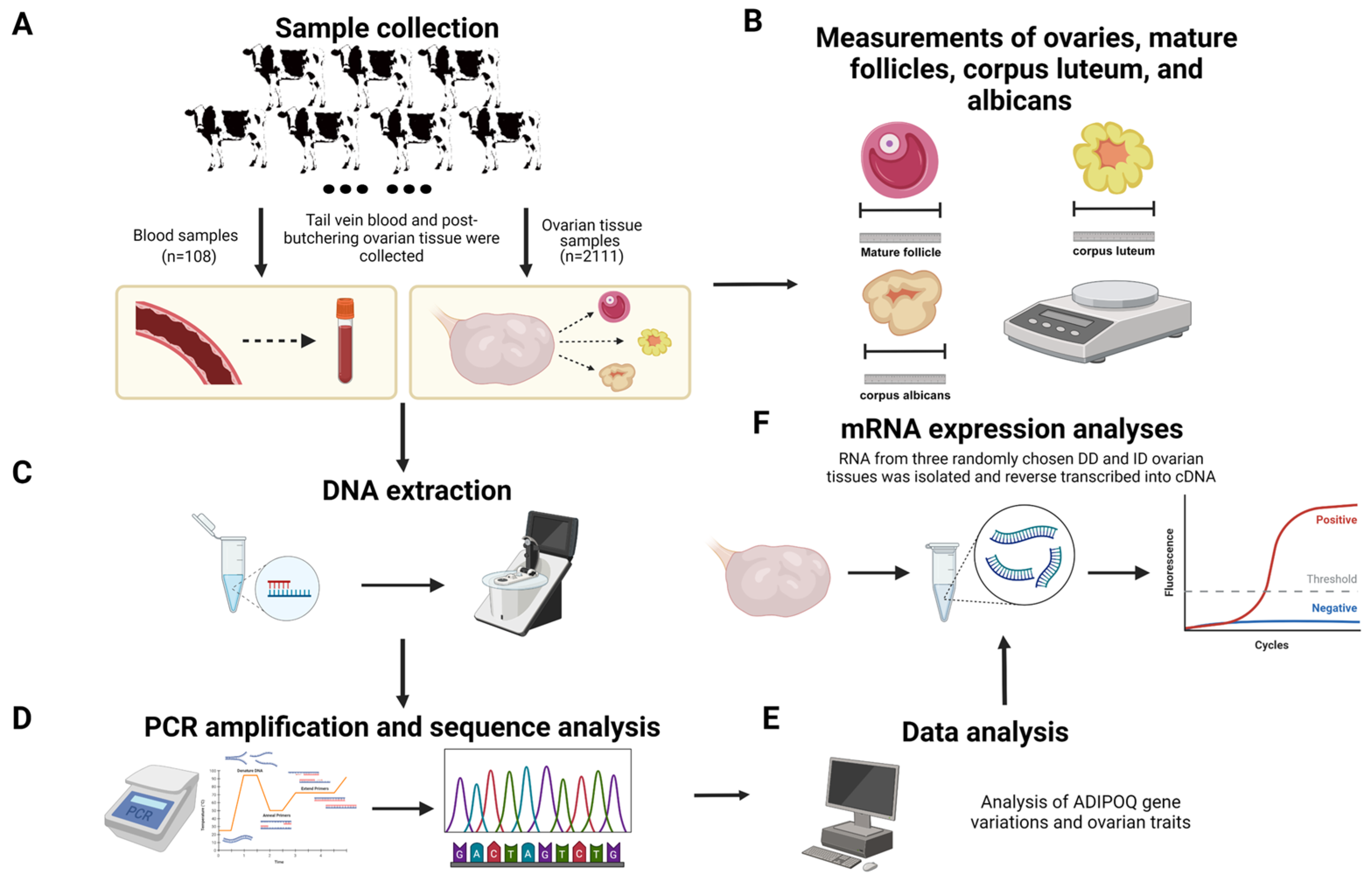 Animals 14 02362 g001