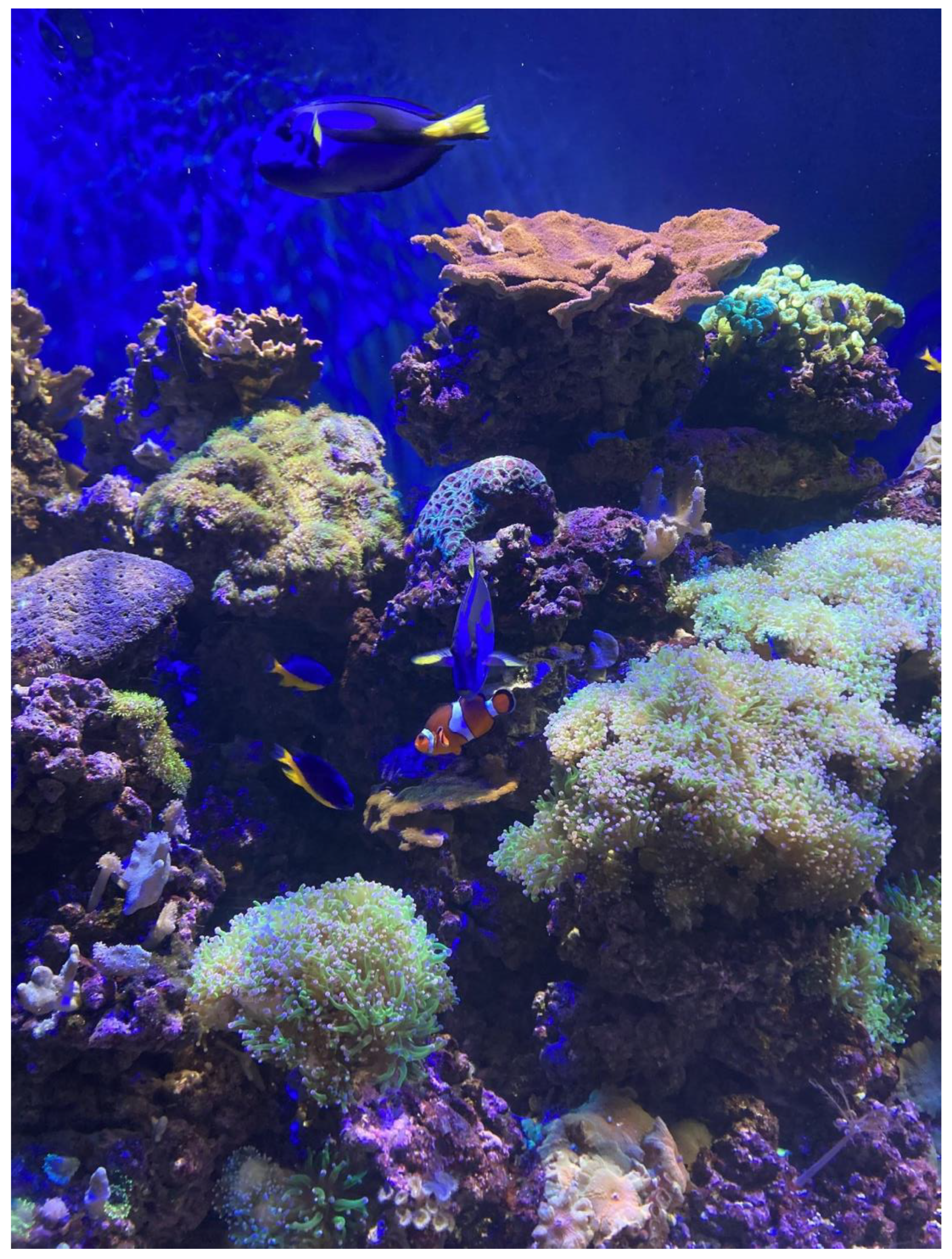 Animals 14 02378 g001