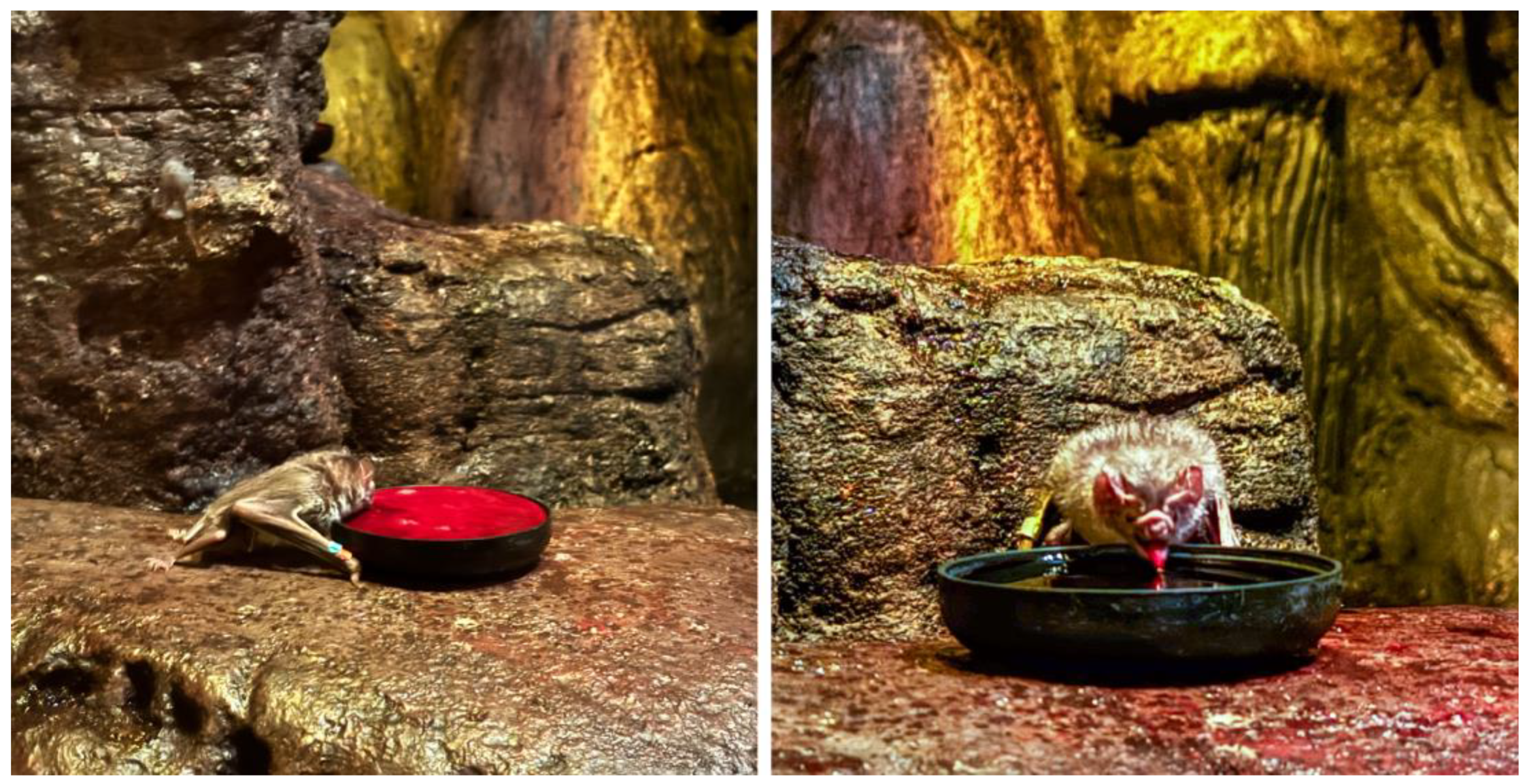 Animals 14 02378 g004