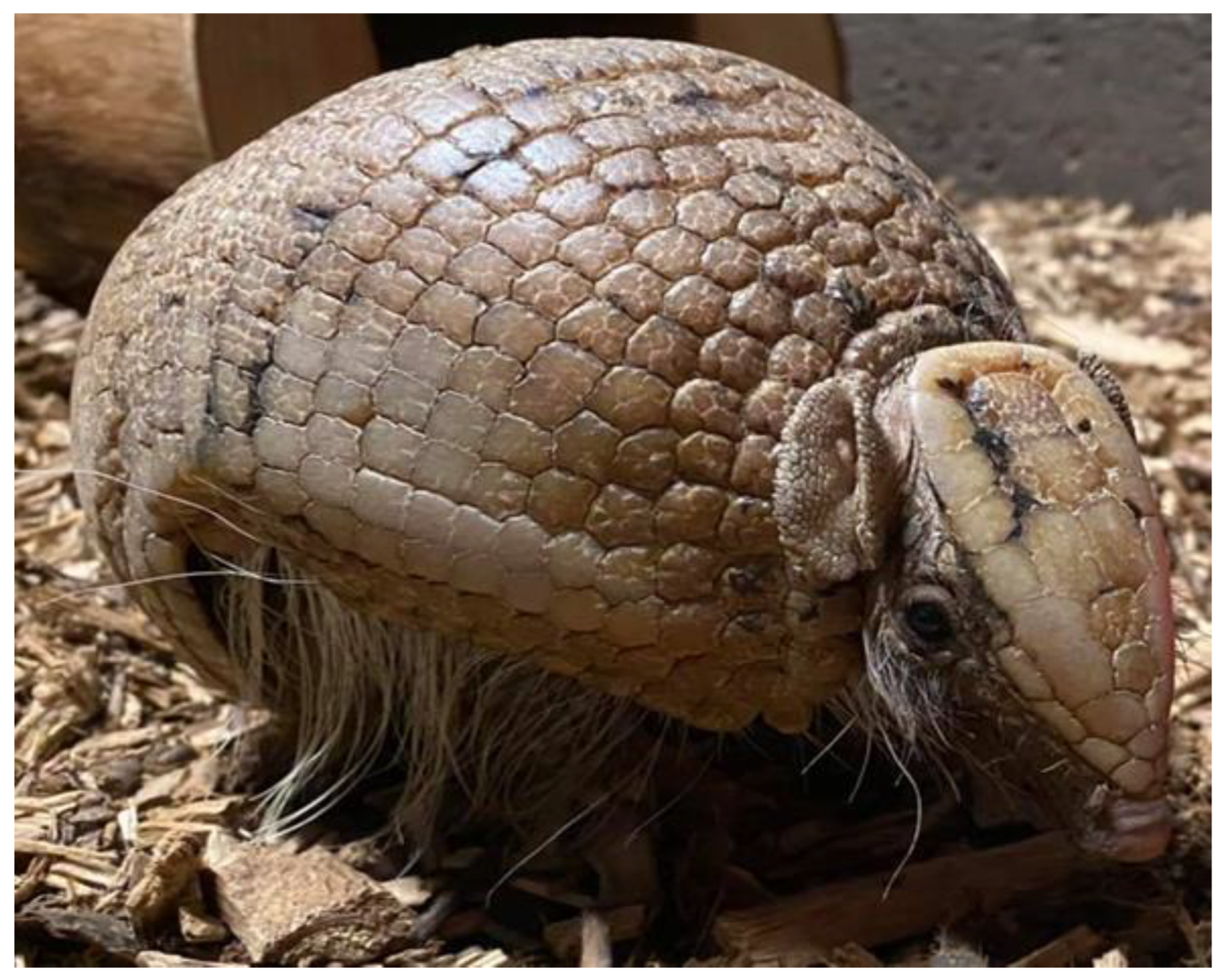 Animals 14 02378 g010