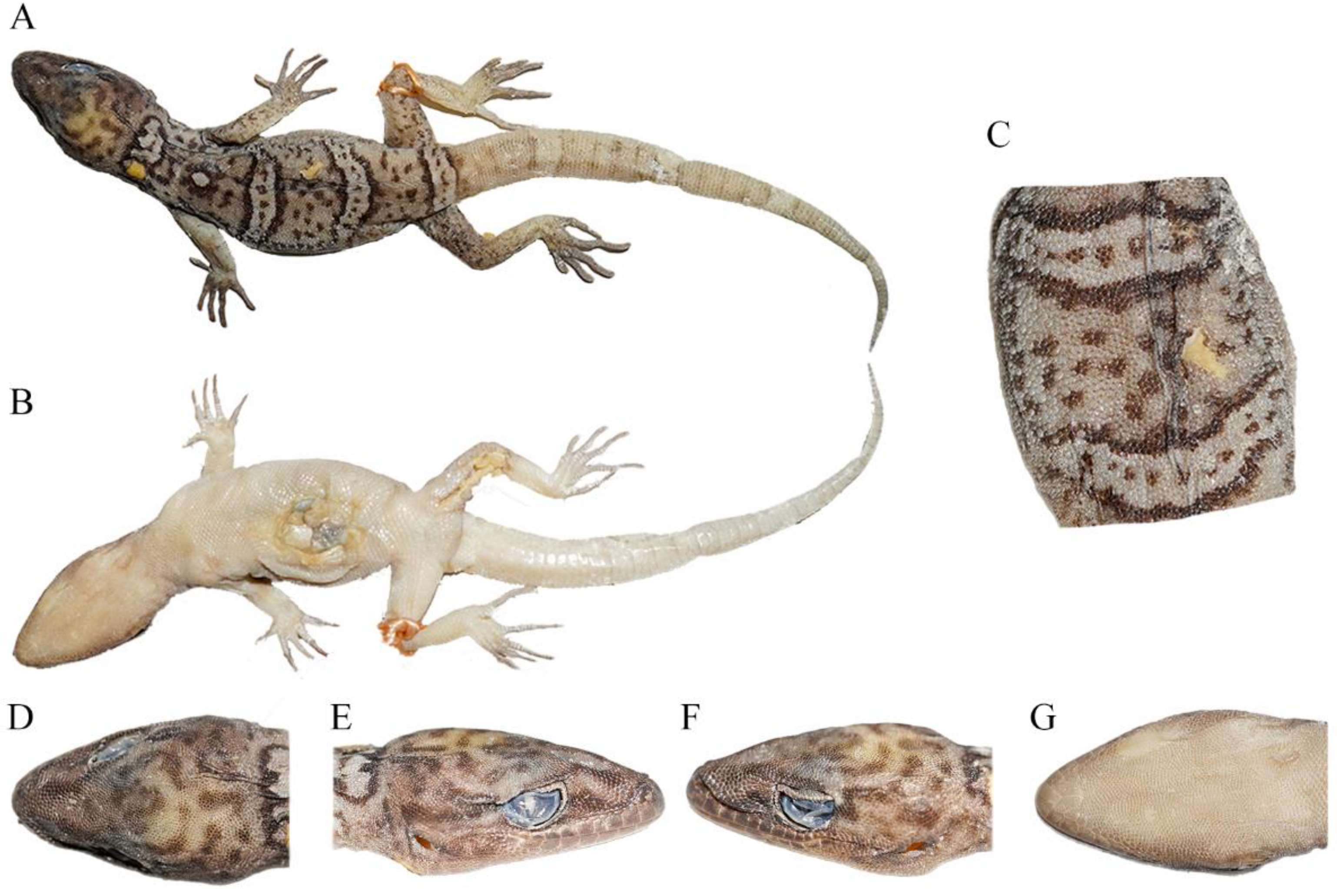 Animals 14 02384 g004