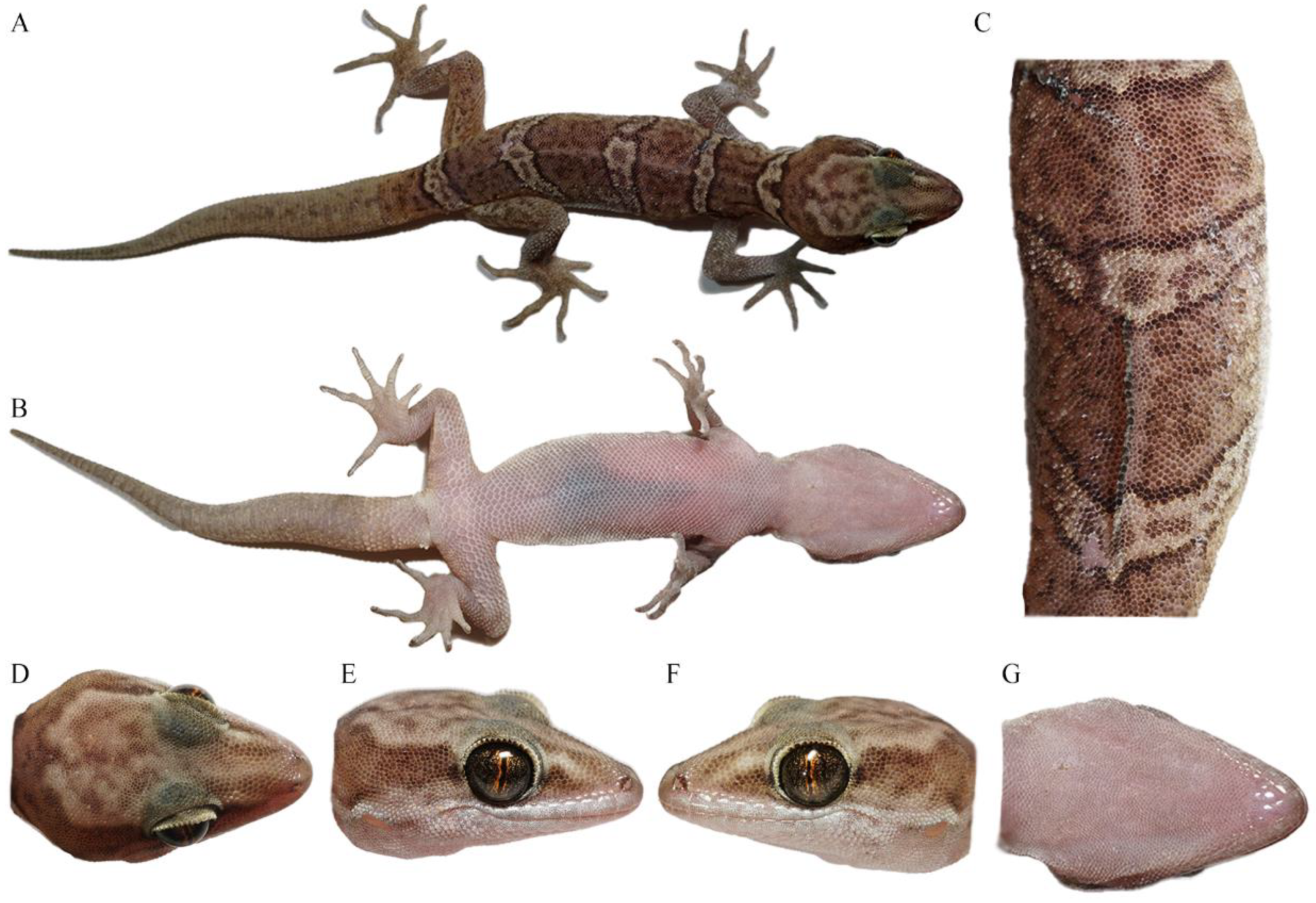 Animals 14 02384 g005