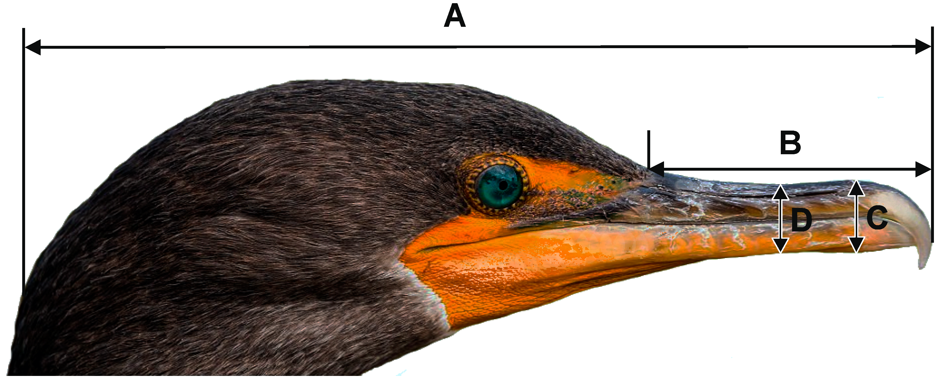 Animals 14 02389 g001