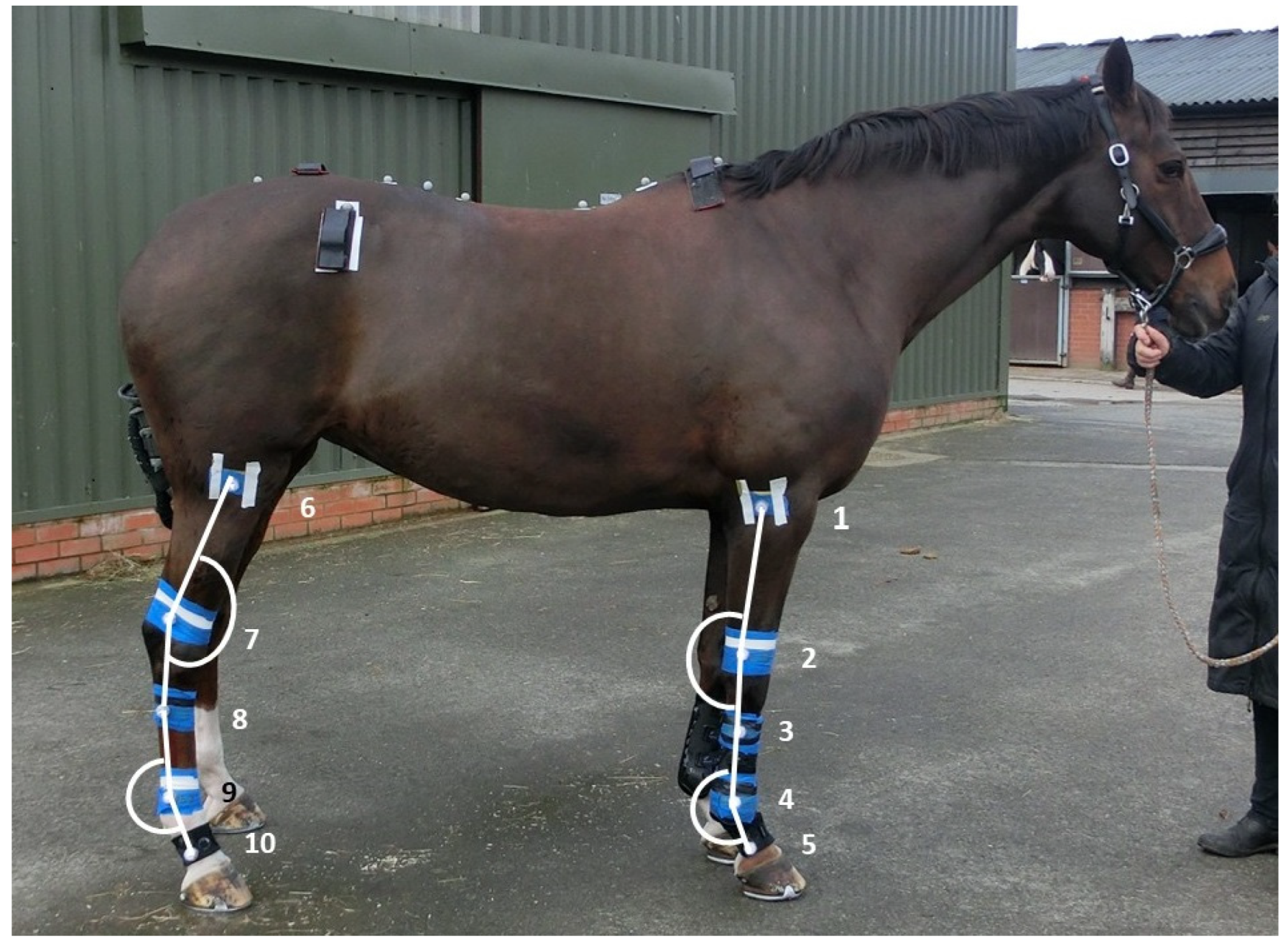 Animals 14 02393 g001