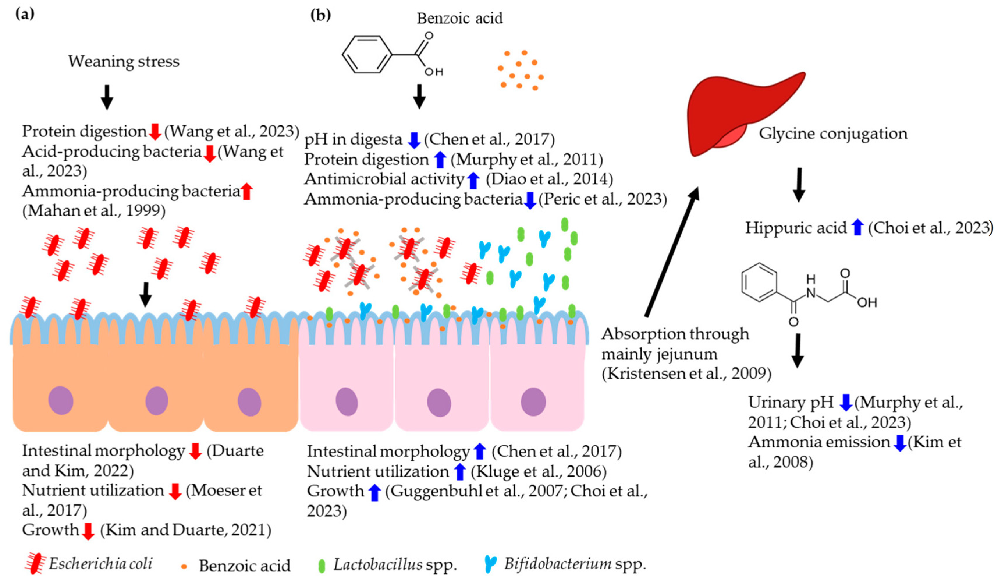 Animals 14 02394 g001