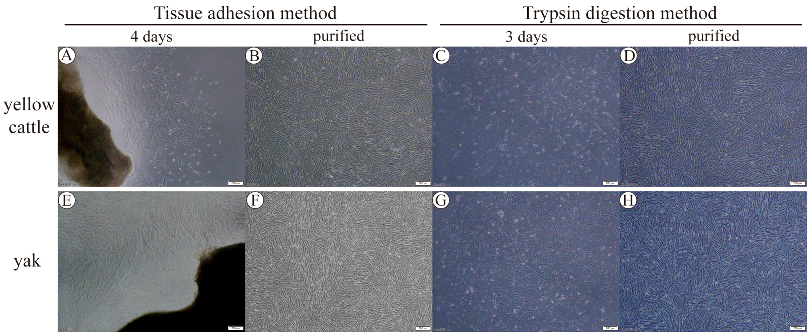 Animals 14 02422 g001