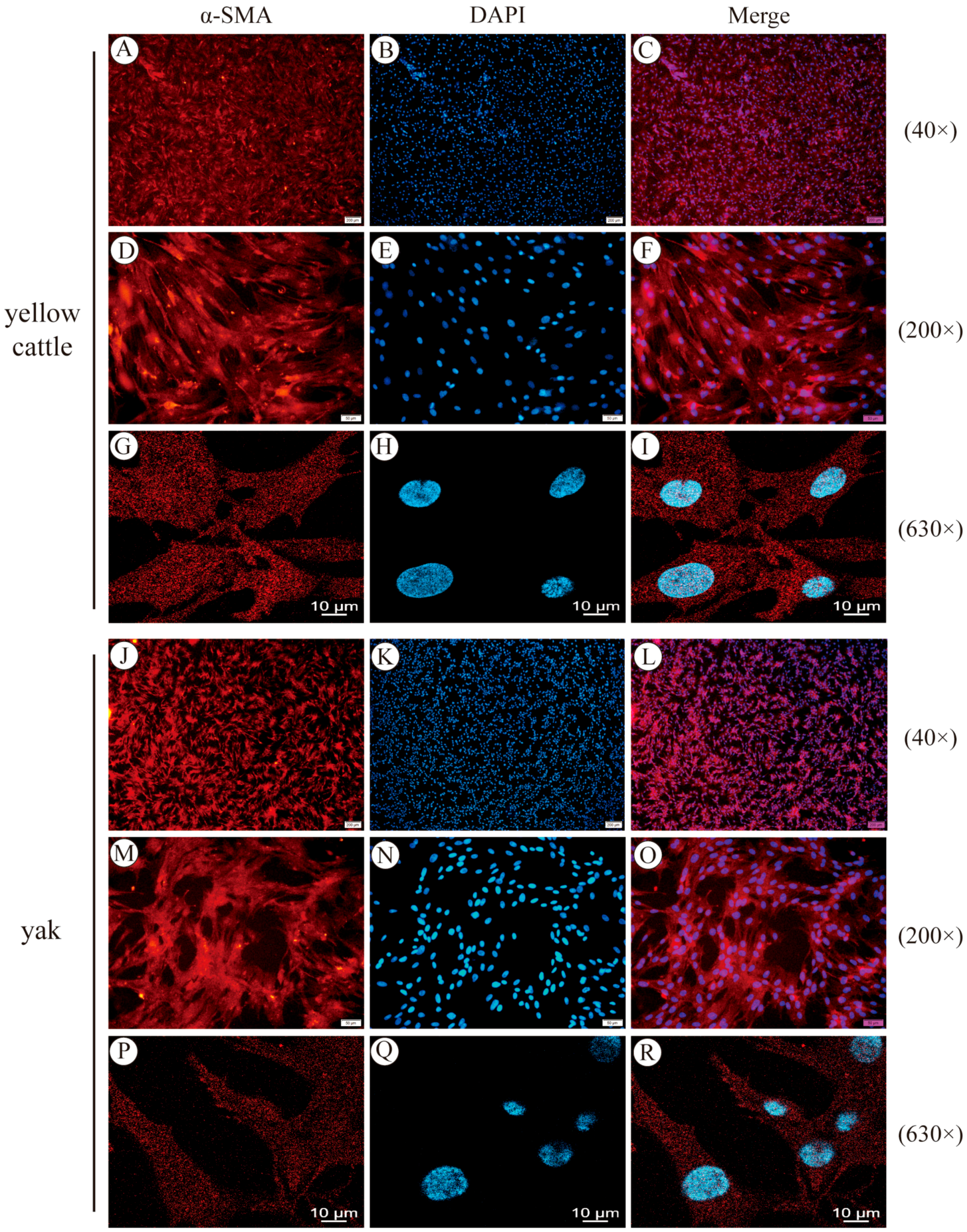 Animals 14 02422 g002