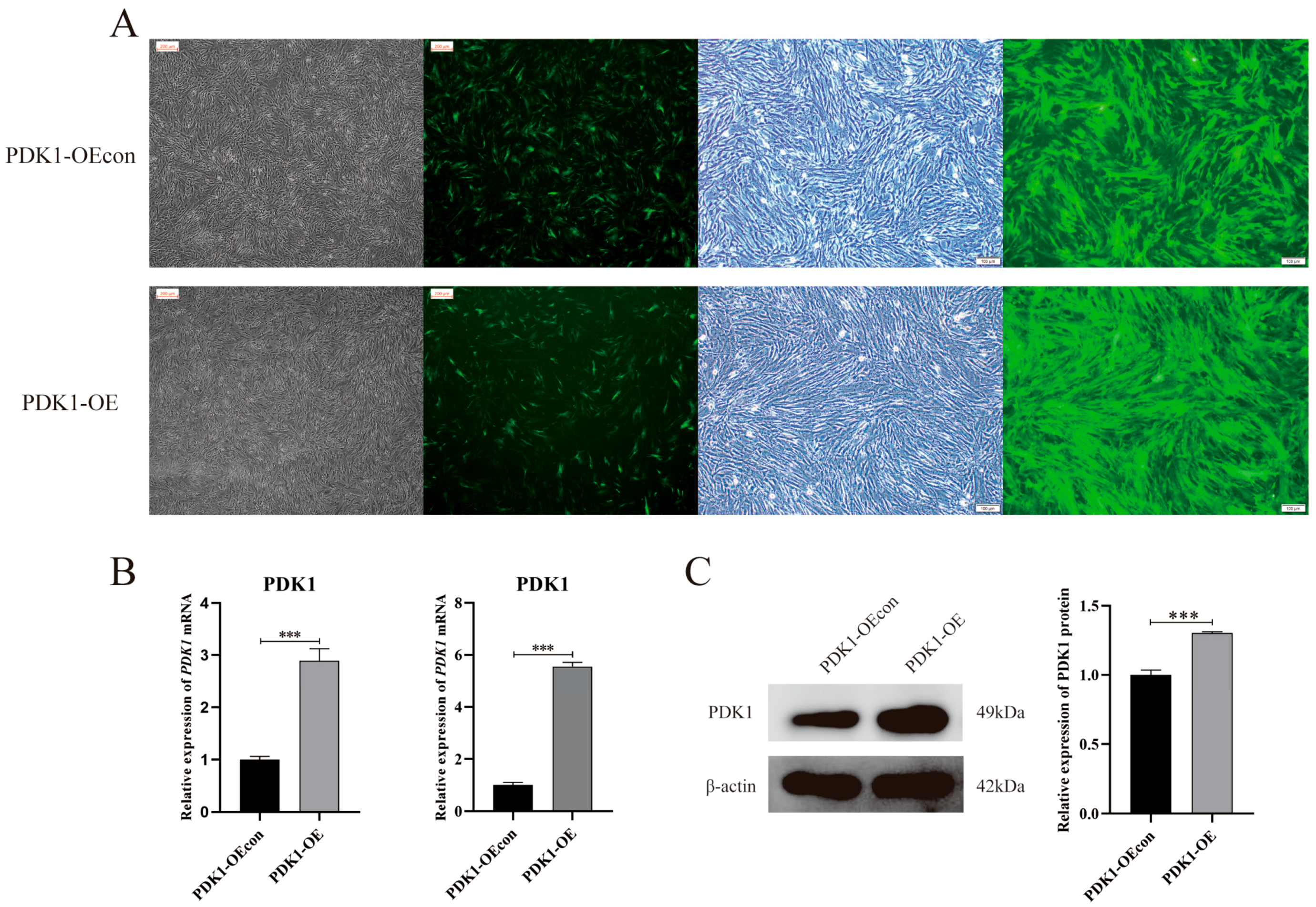 Animals 14 02422 g003